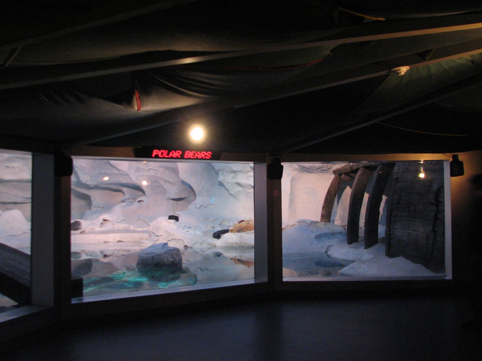 Wild Arctic - Polar Bear Exhibit Viewing Area