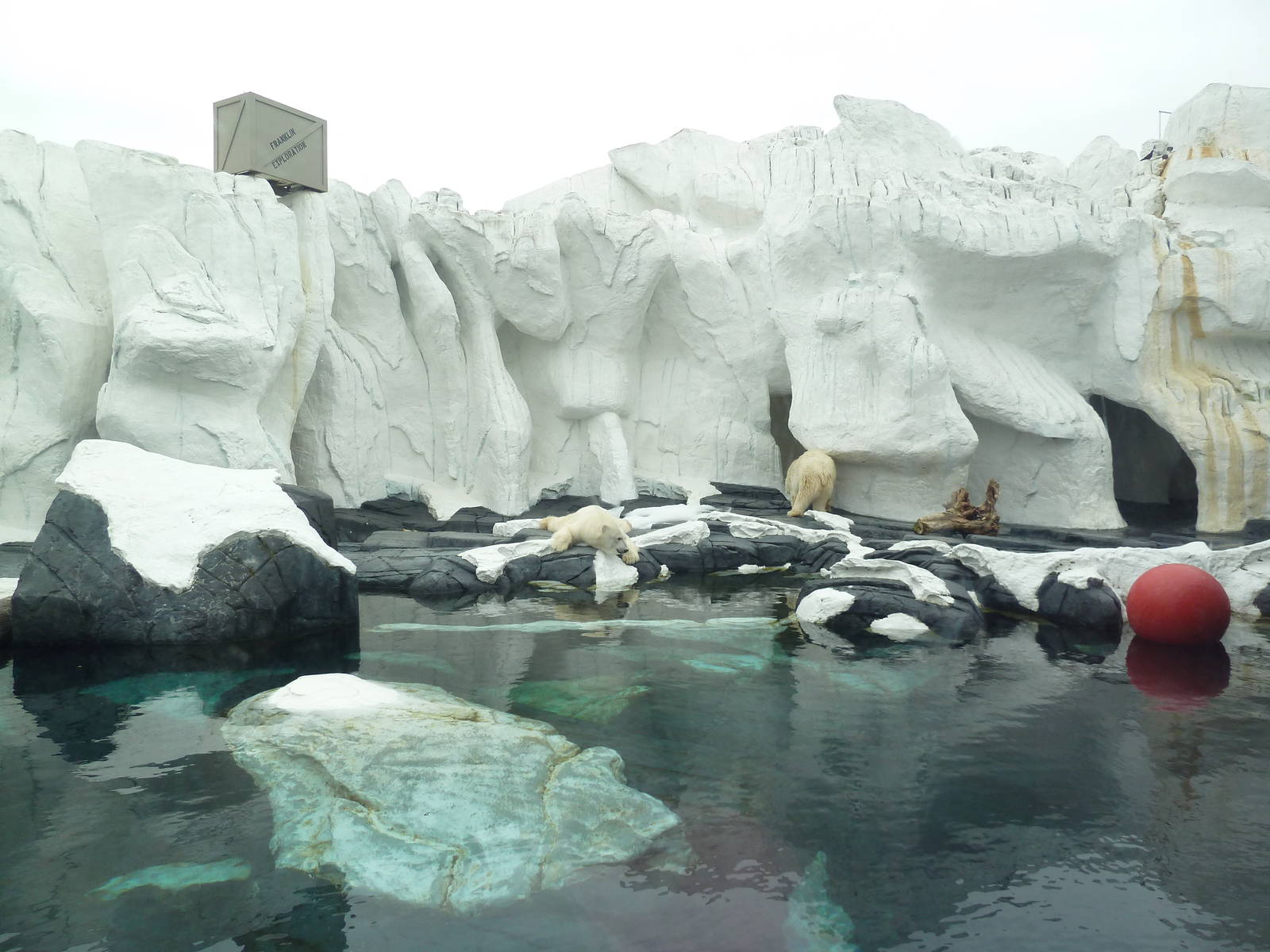 Wild Arctic - Polar Bear Exhibit