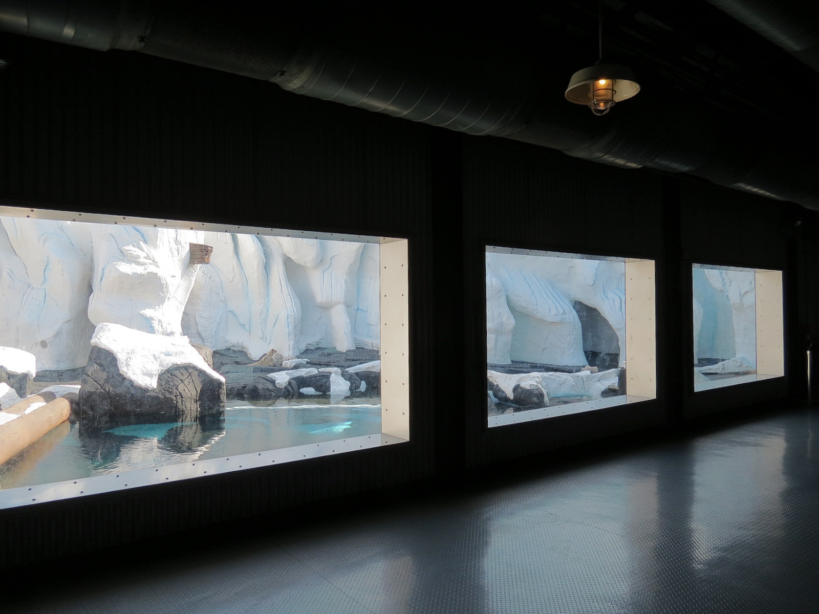 Wild Arctic - Polar Bear Exhibit