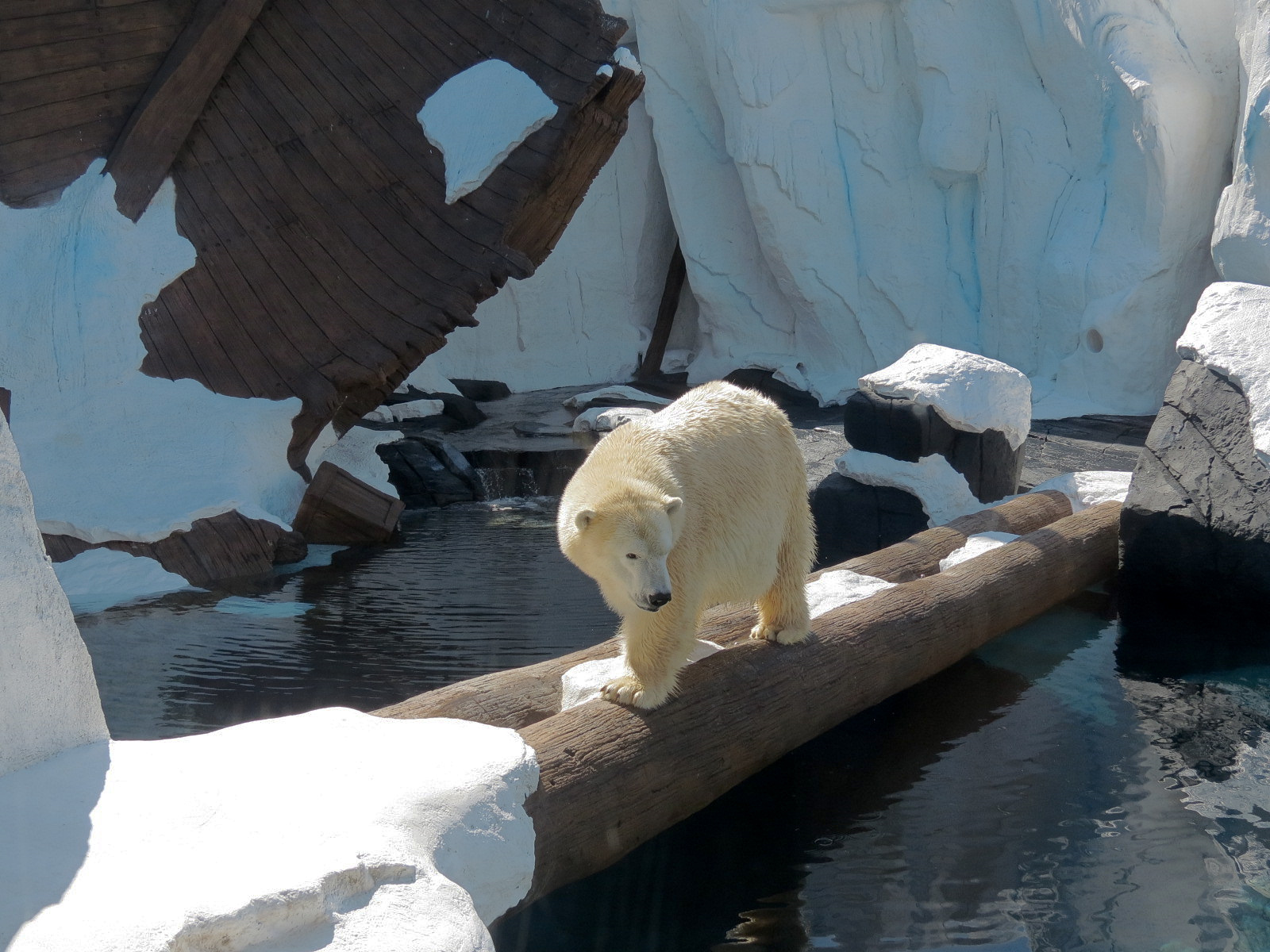 Wild Arctic - Polar Bear Exhibit