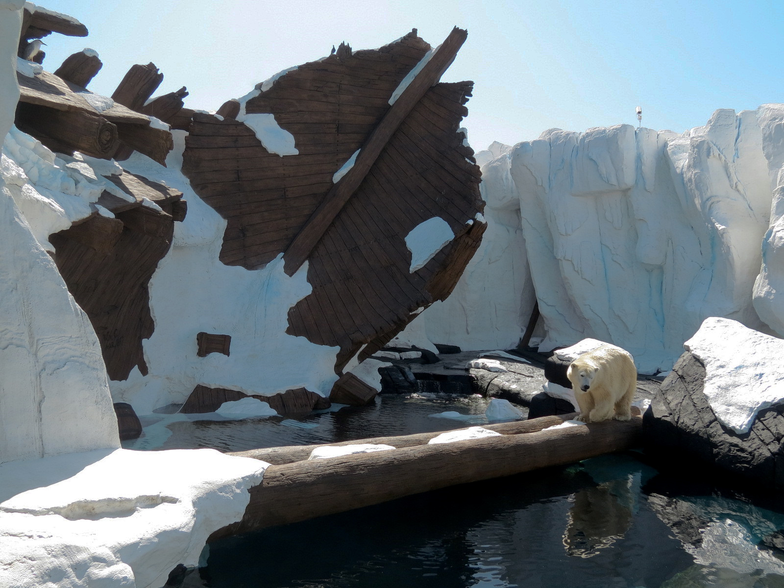 Wild Arctic - Polar Bear Exhibit