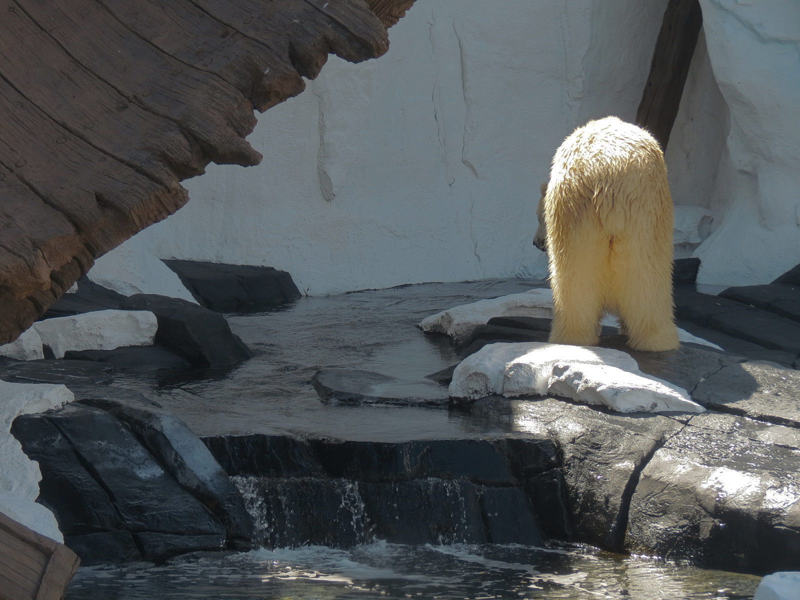 Wild Arctic - Polar Bear Exhibit