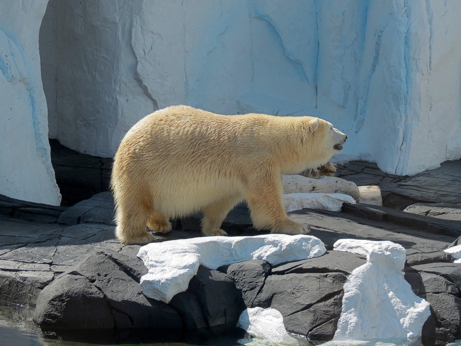 Wild Arctic - Polar Bear Exhibit