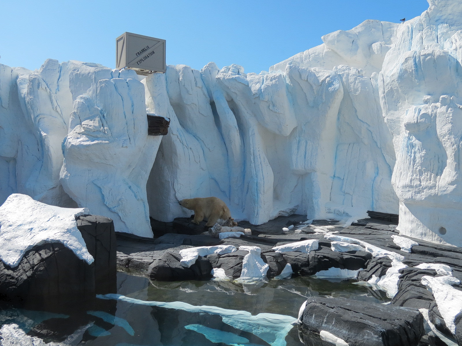 Wild Arctic - Polar Bear Exhibit