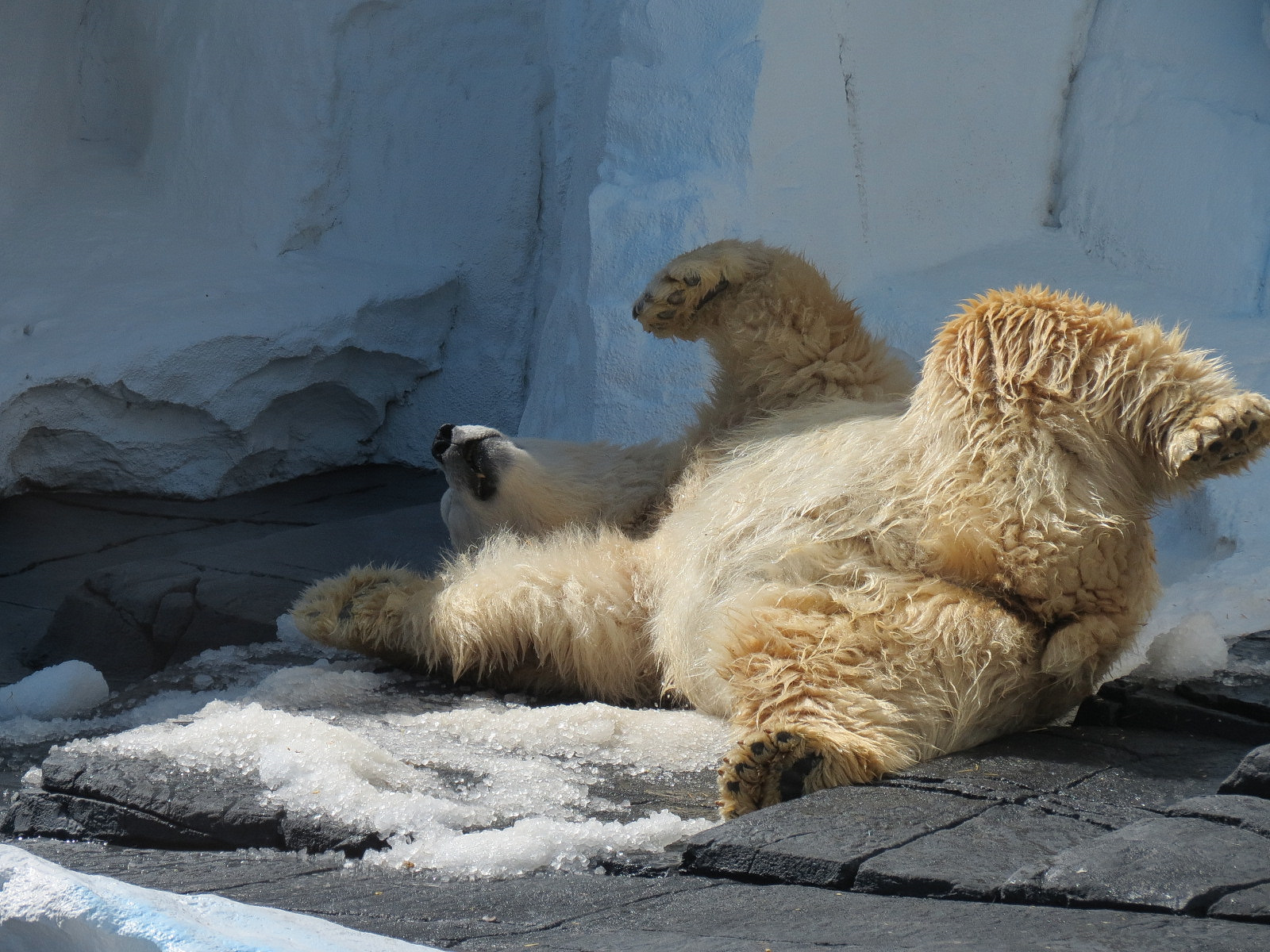 Wild Arctic - Polar Bear Exhibit