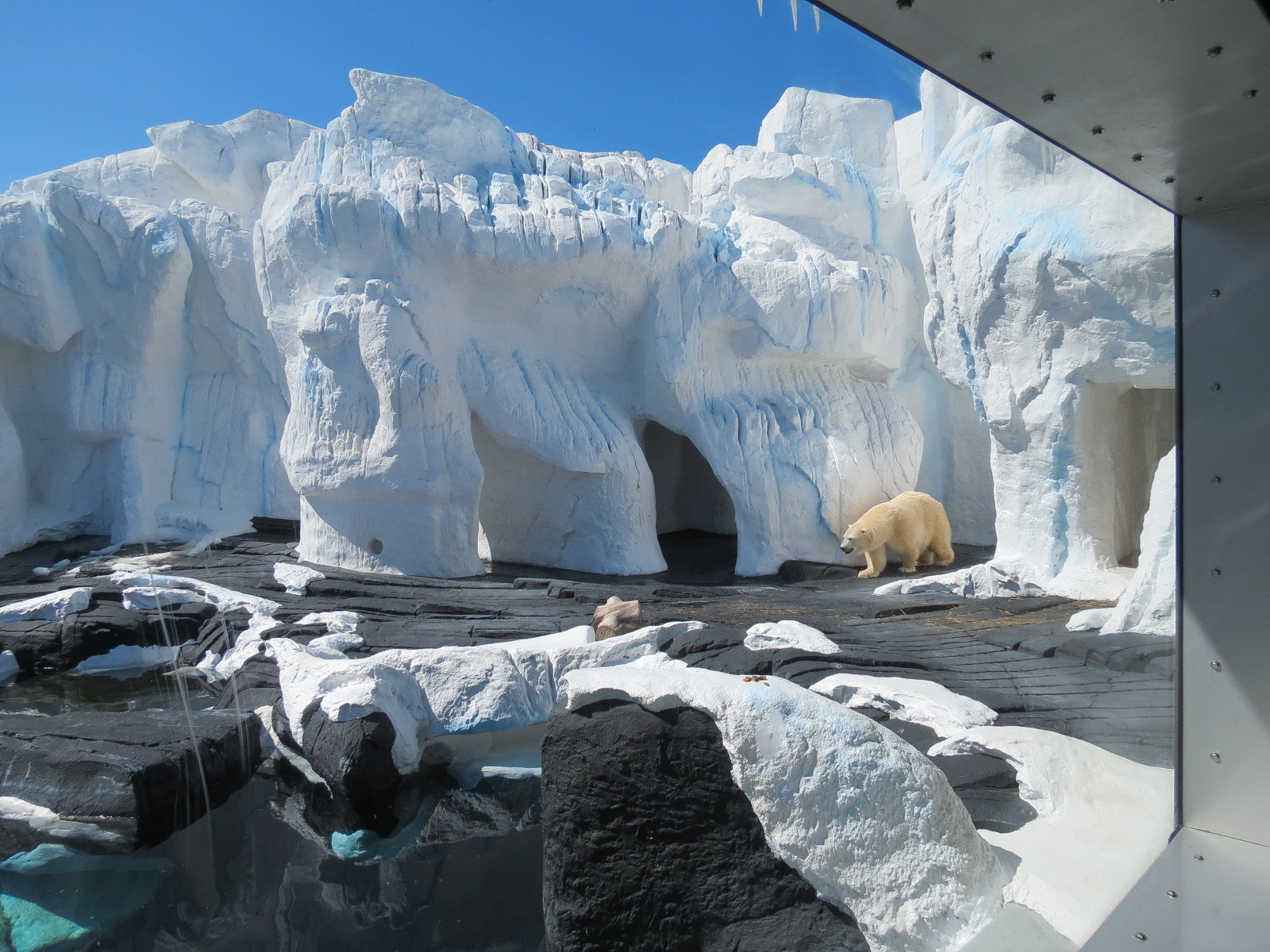 Wild Arctic - Polar Bear Exhibit
