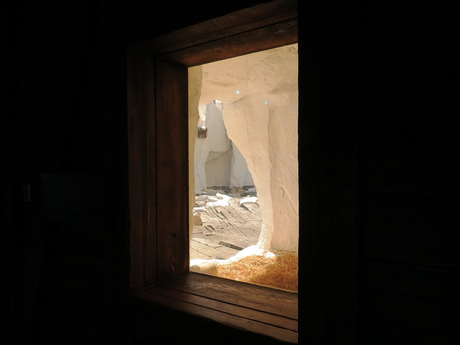 Wild Arctic - Polar Bear Exhibit