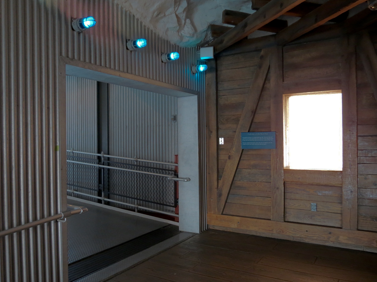 Wild Arctic - Polar Bear Exhibit