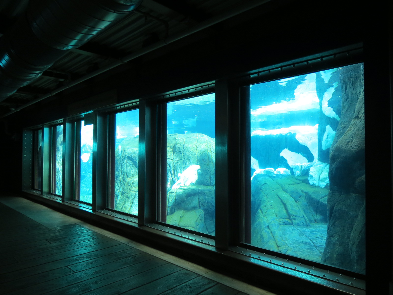 Wild Arctic - Polar Bear Exhibit