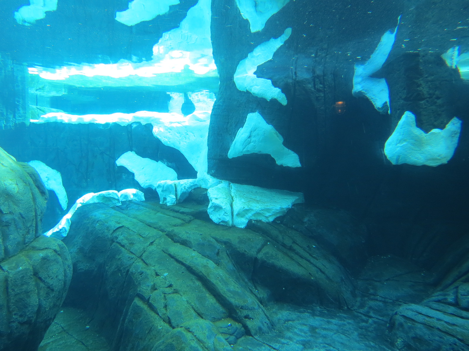 Wild Arctic - Polar Bear Exhibit
