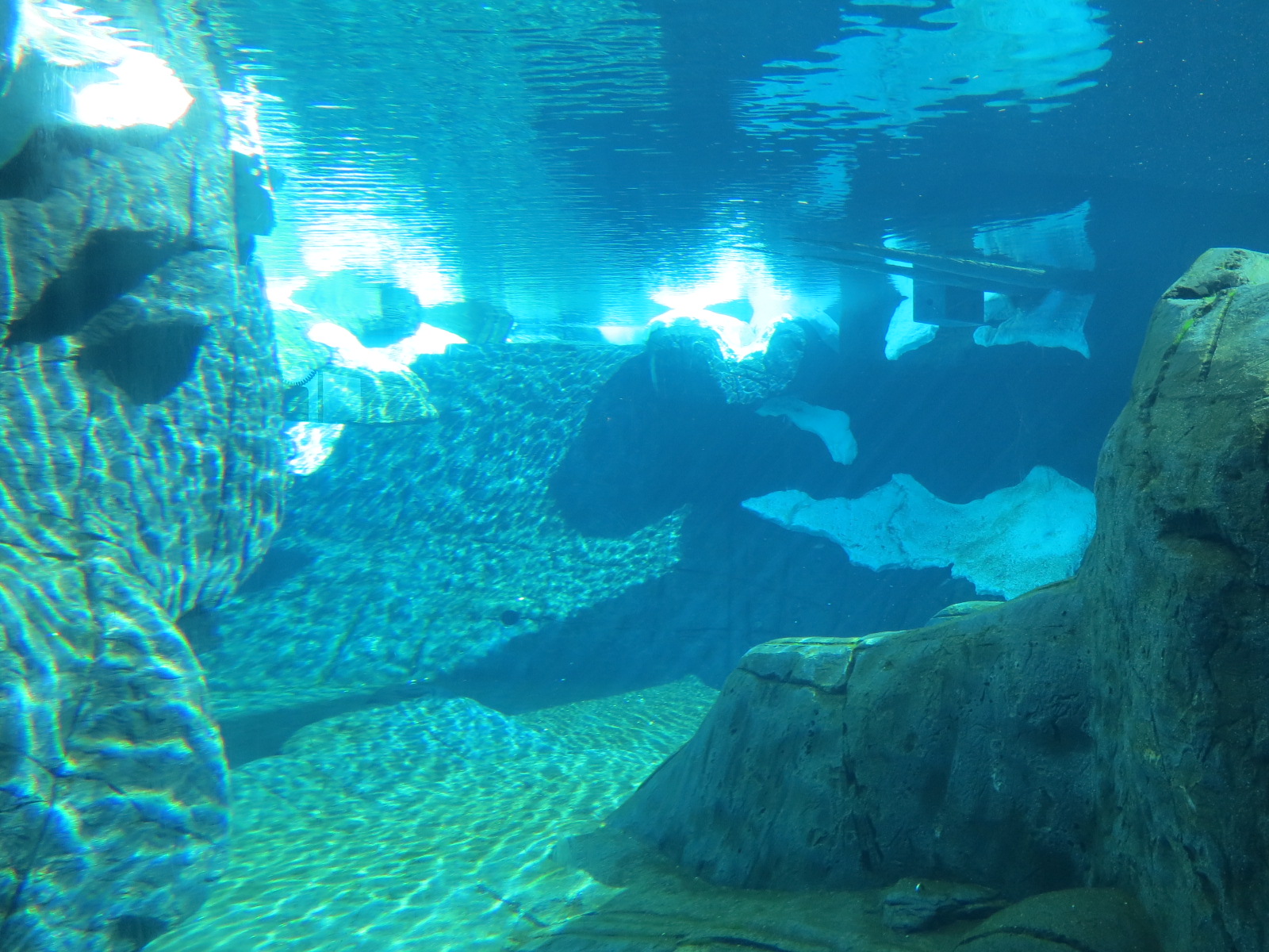 Wild Arctic - Polar Bear Exhibit