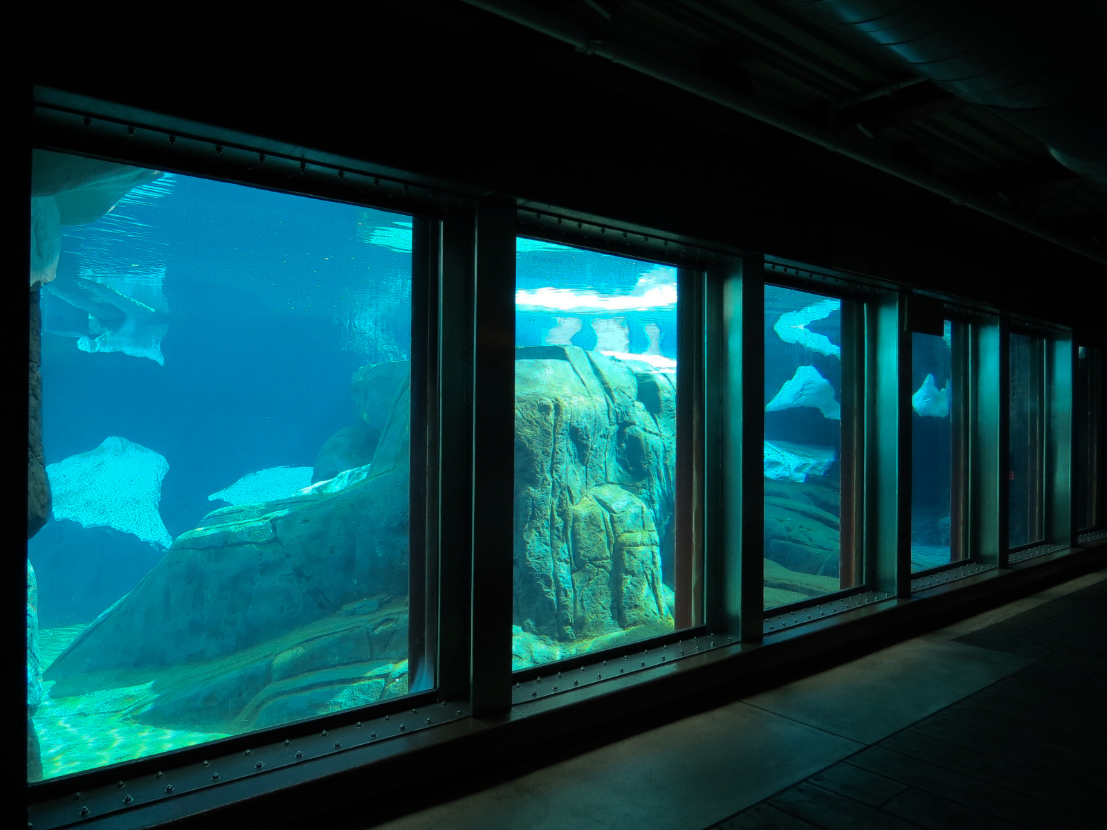 Wild Arctic - Polar Bear Exhibit