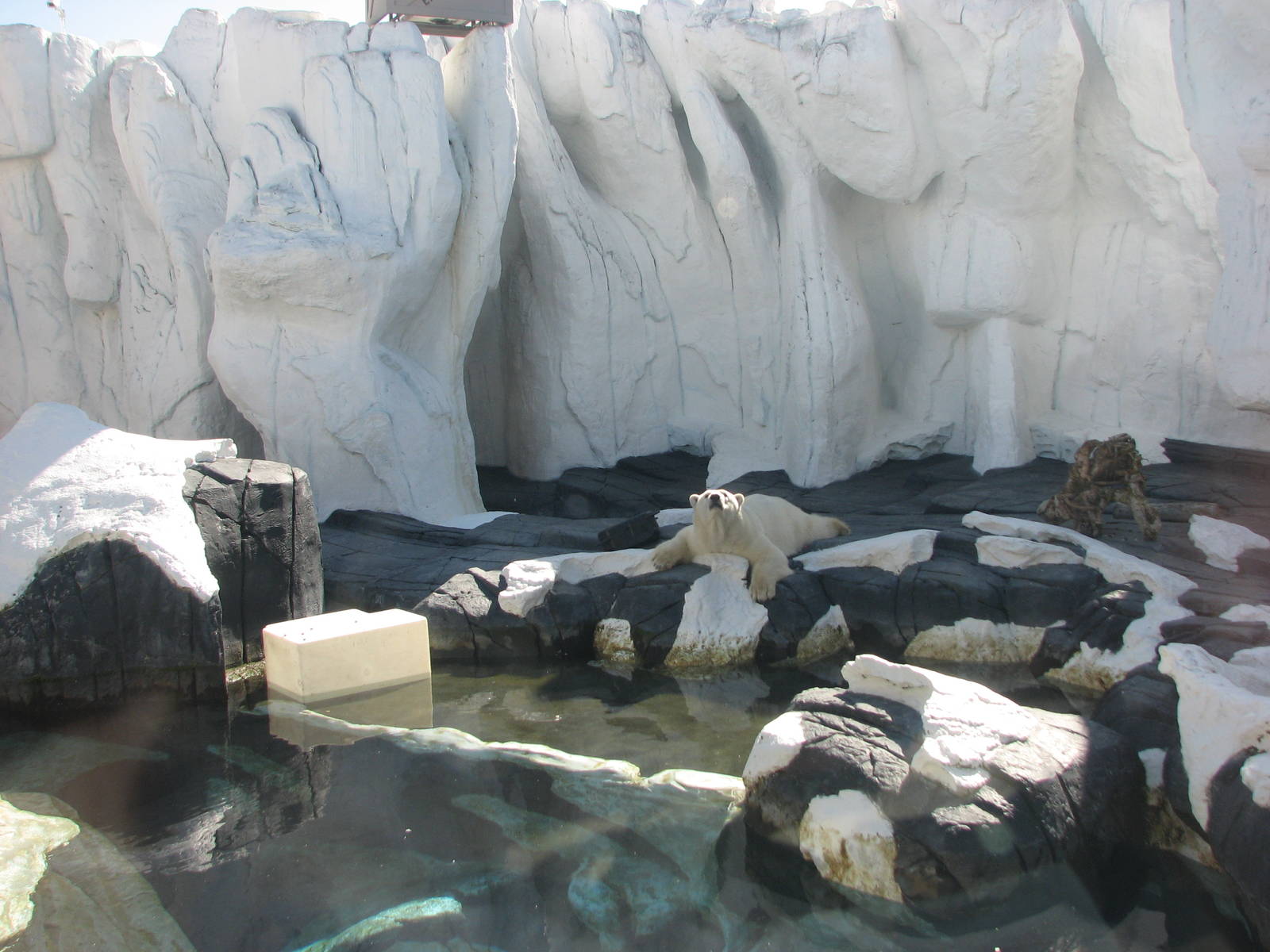 Wild Arctic - Polar Bear