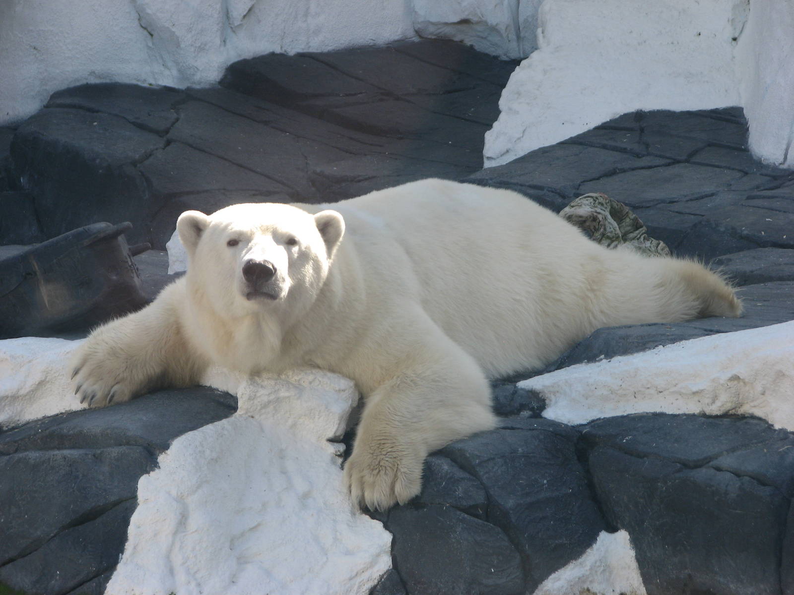 Wild Arctic - Polar Bear
