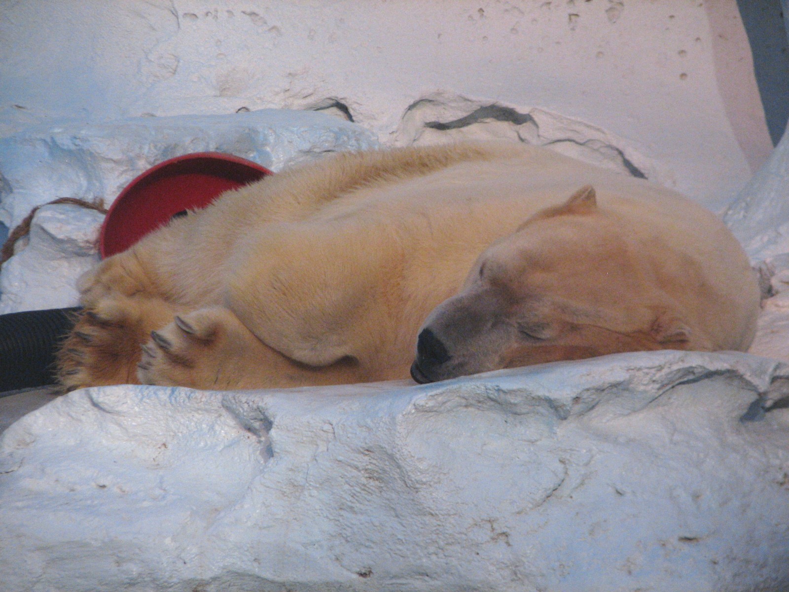 Wild Arctic - Polar Bear