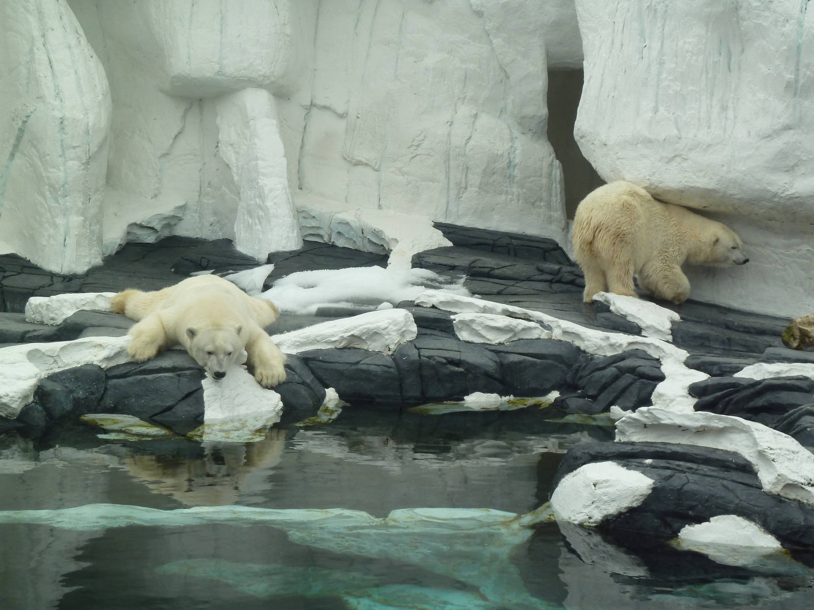 Wild Arctic - Polar Bears