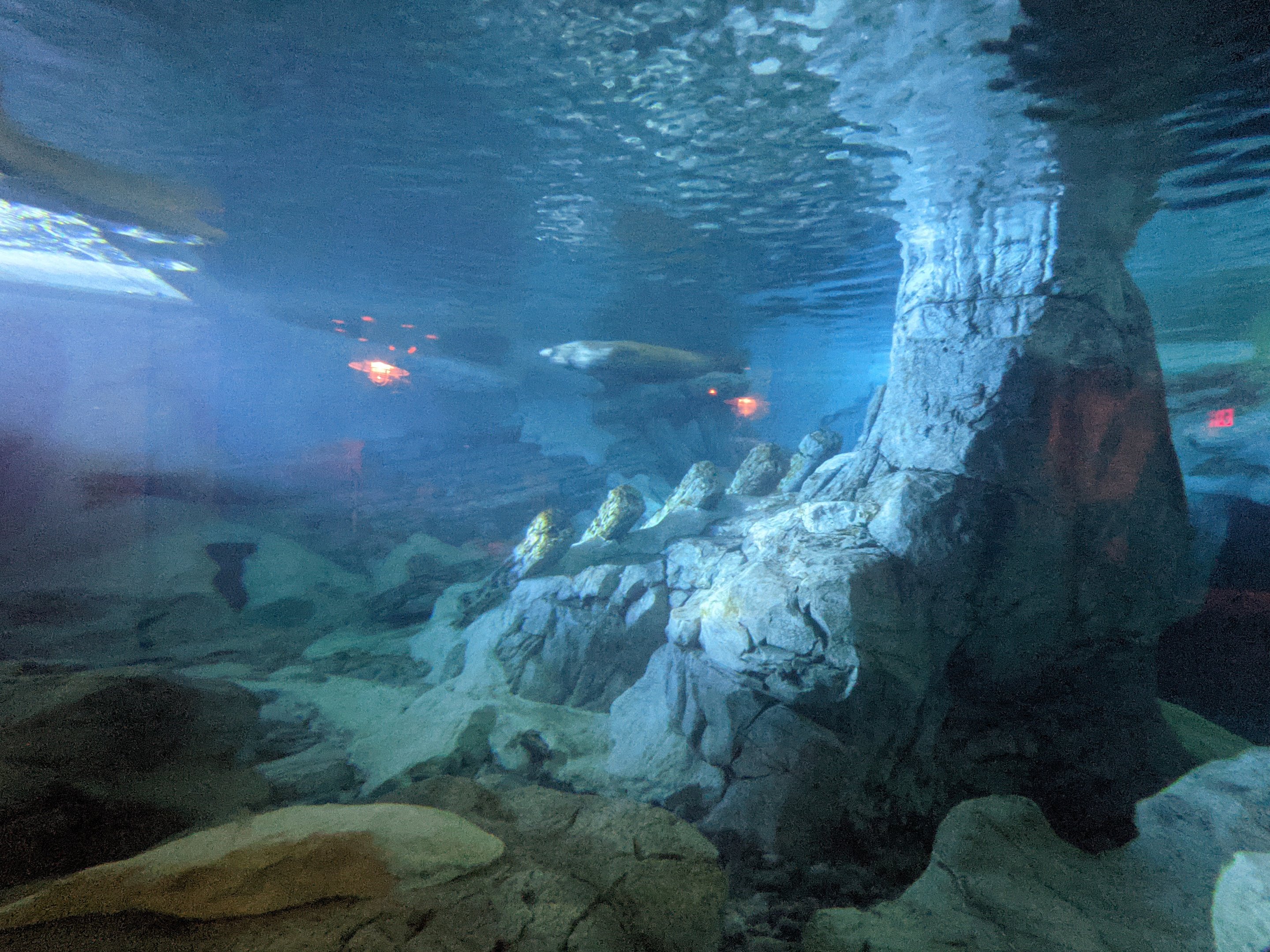 Wild Arctic - Seals (October 10 2021)