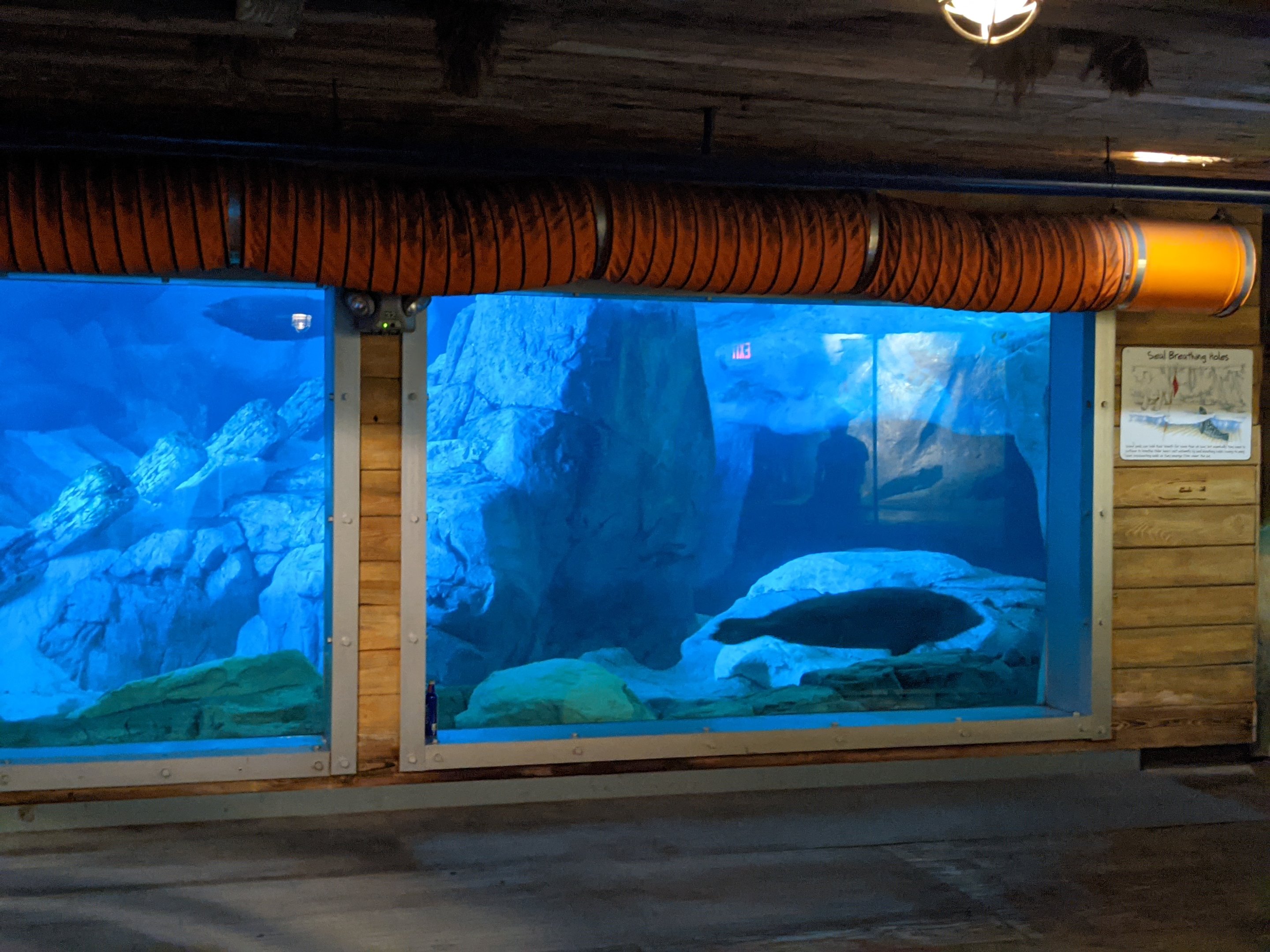 Wild Arctic - Seals (October 10 2021)