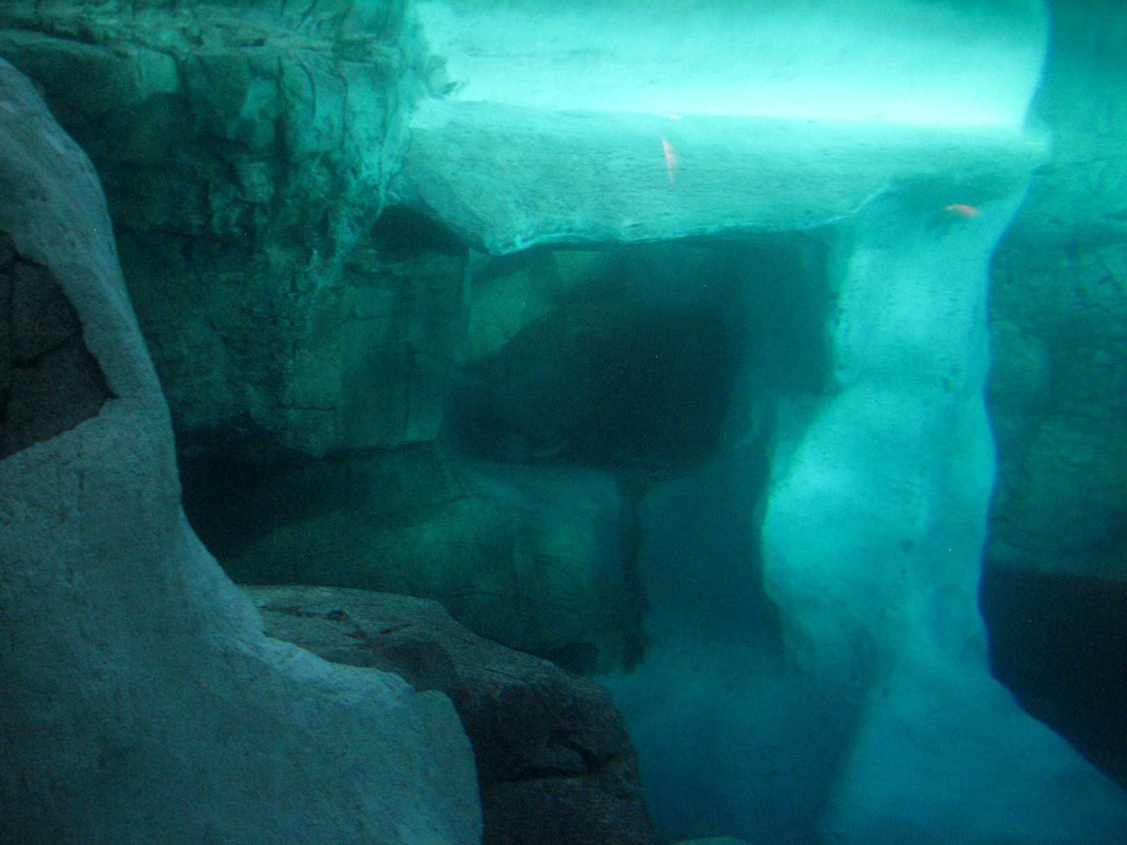 Wild Arctic - Walrus Exhibit Pool Interior