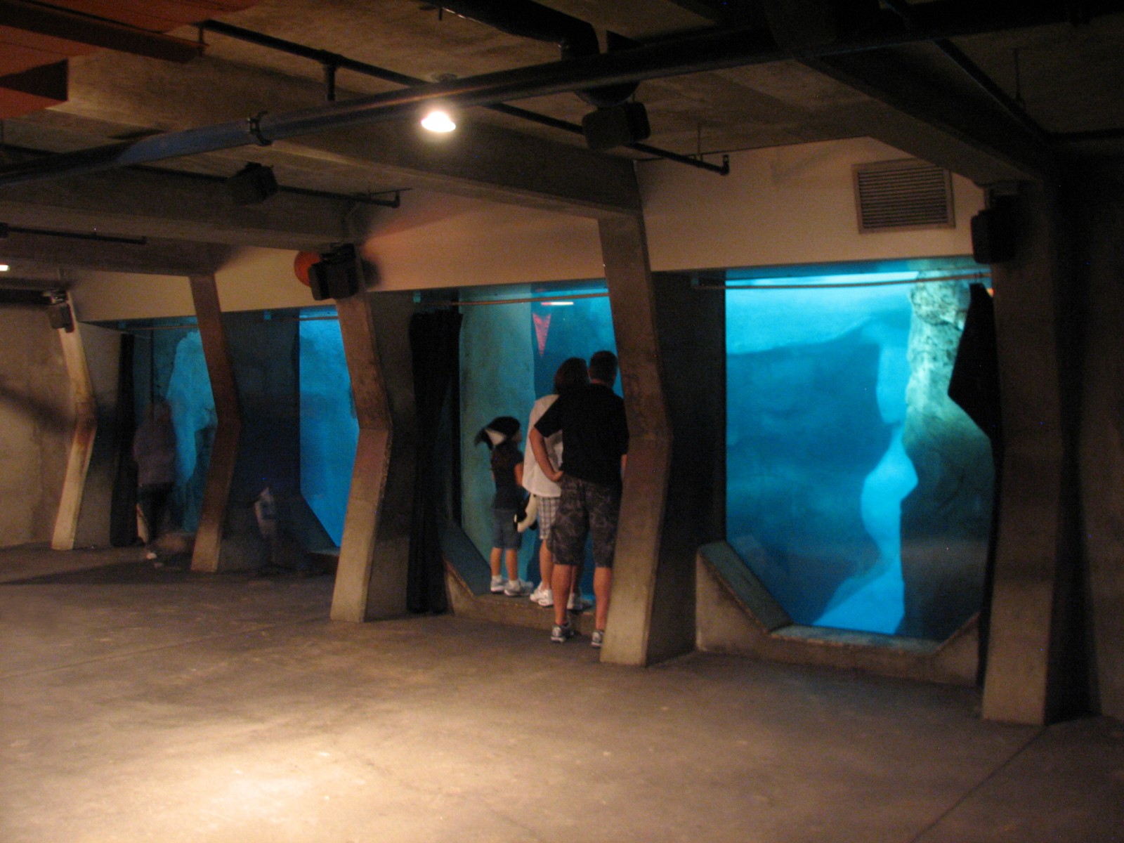 Wild Arctic - Walrus Exhibit Underwater Viewing Area