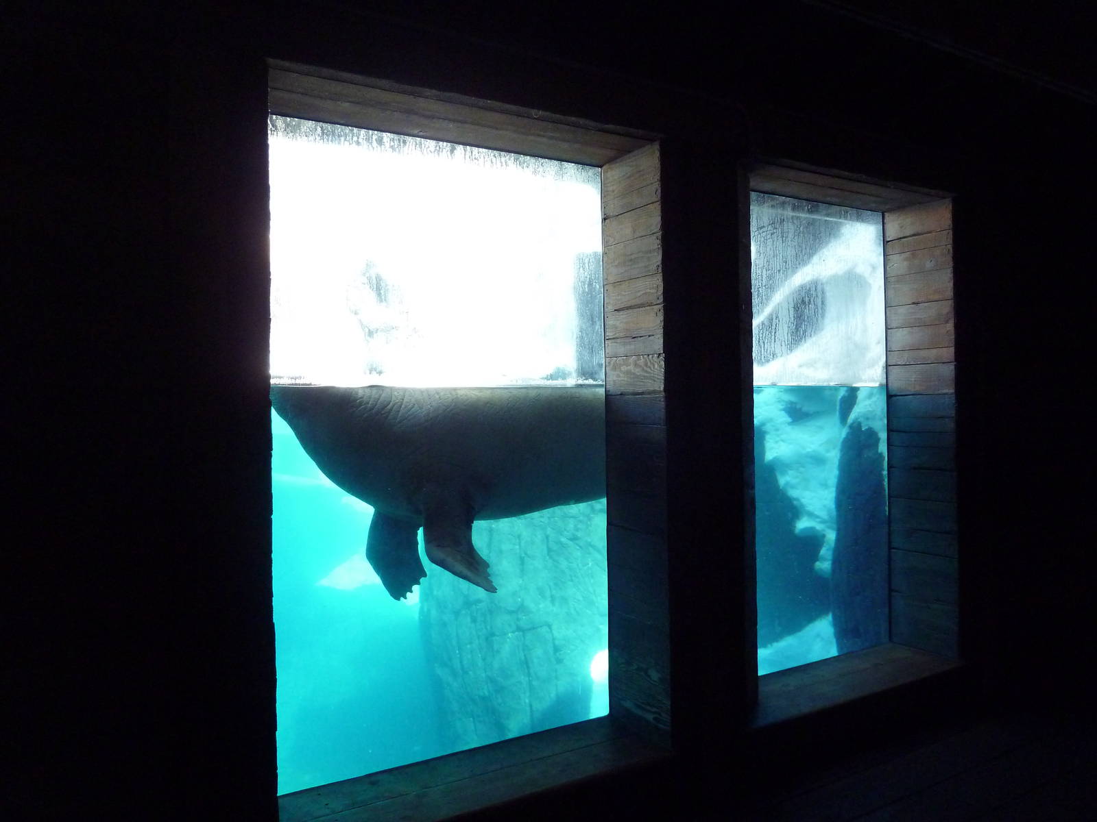 Wild Arctic - Walrus Exhibit