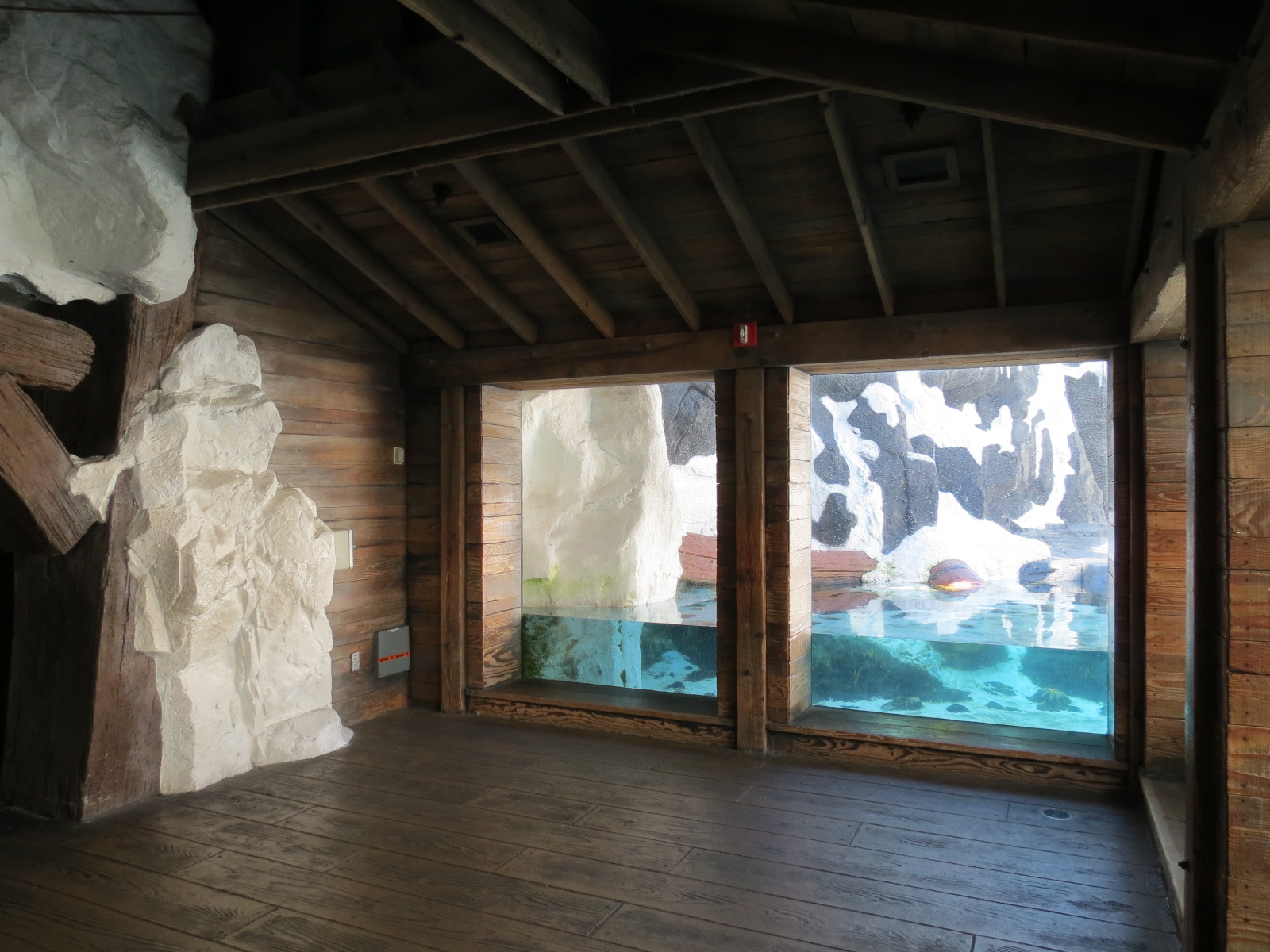 Wild Arctic - Walrus Exhibit