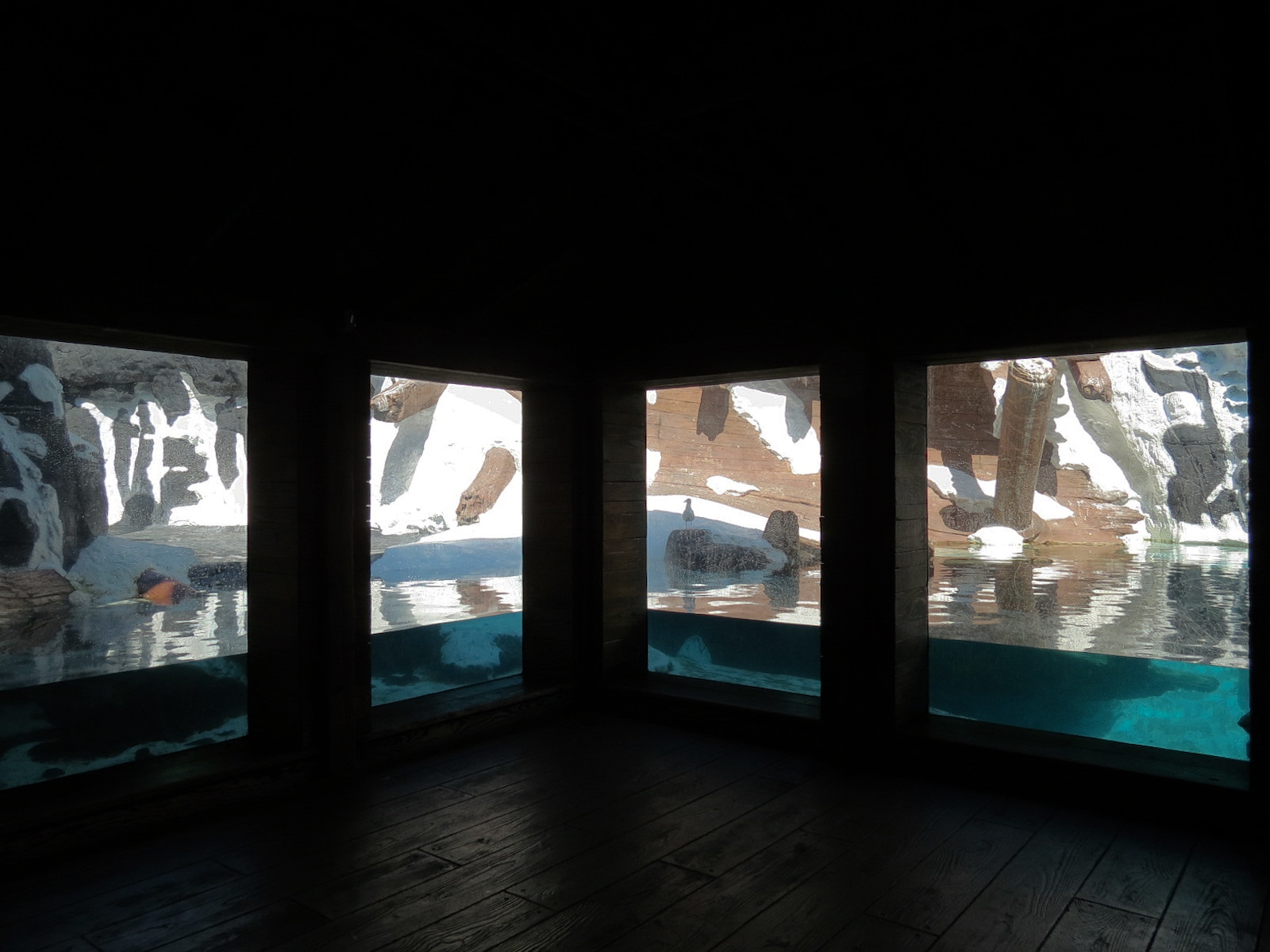 Wild Arctic - Walrus Exhibit