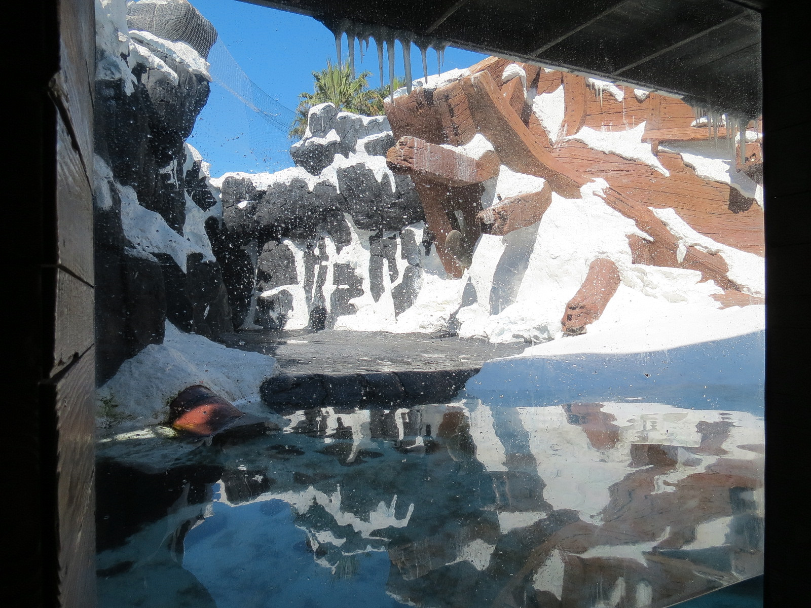 Wild Arctic - Walrus Exhibit