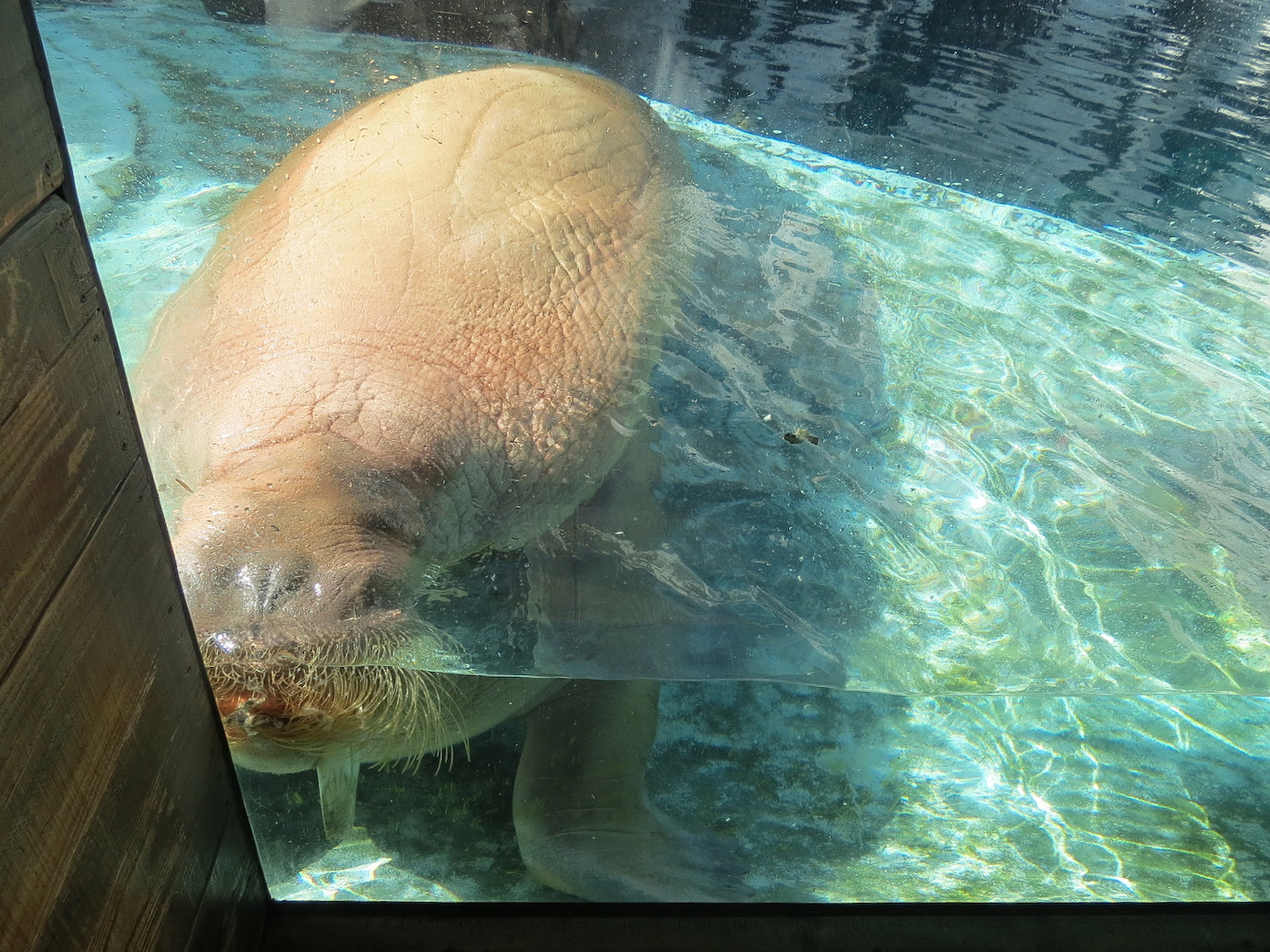 Wild Arctic - Walrus Exhibit