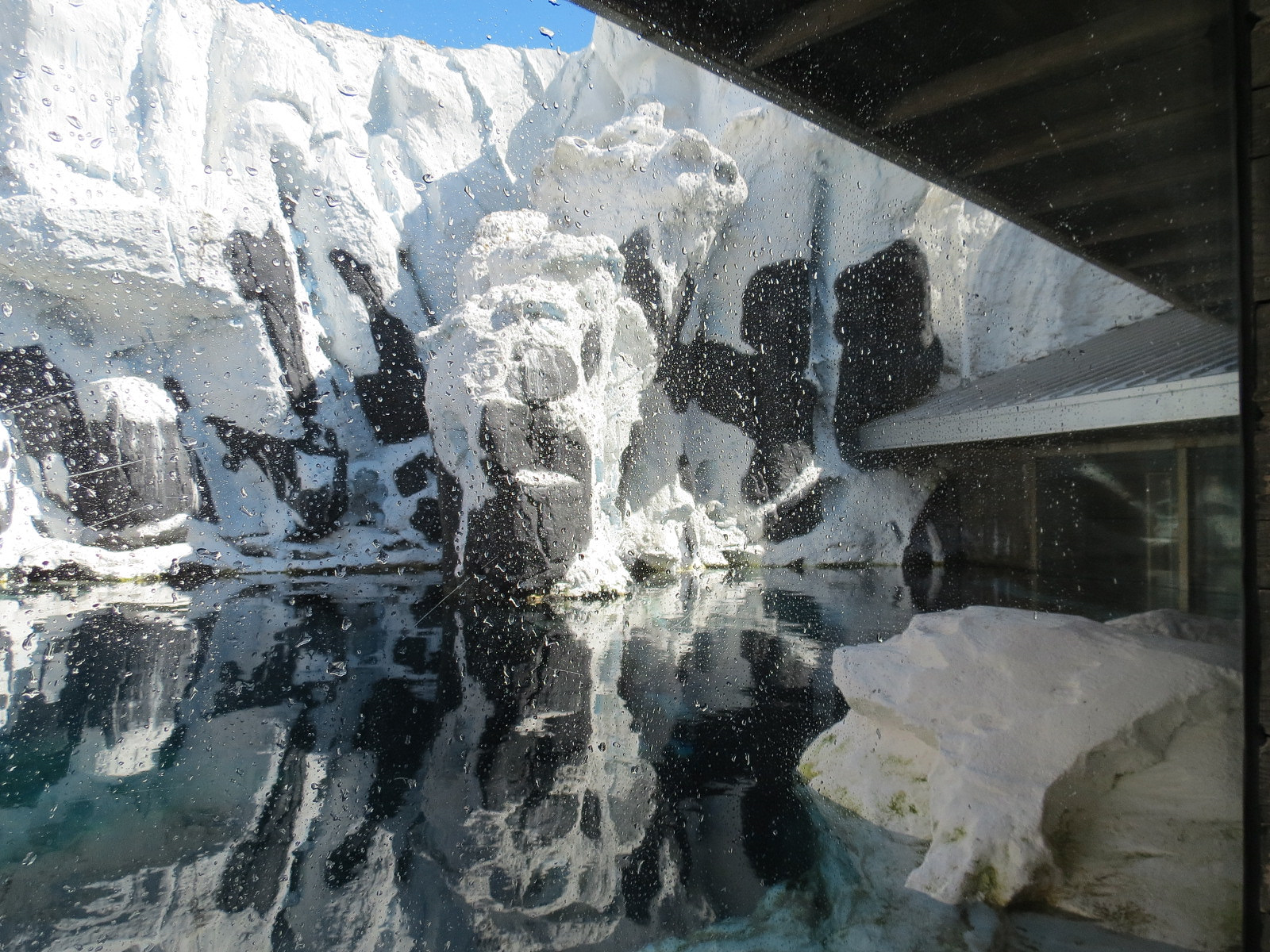 Wild Arctic - Walrus Exhibit