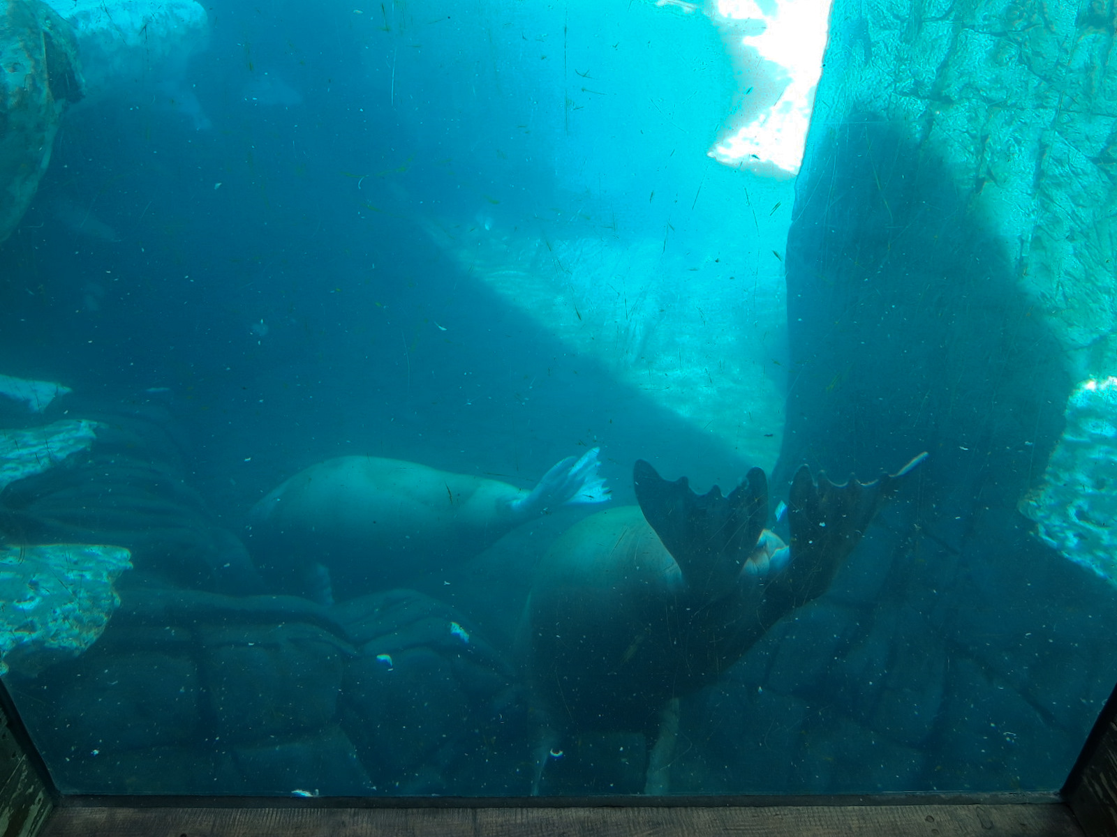 Wild Arctic - Walrus Exhibit
