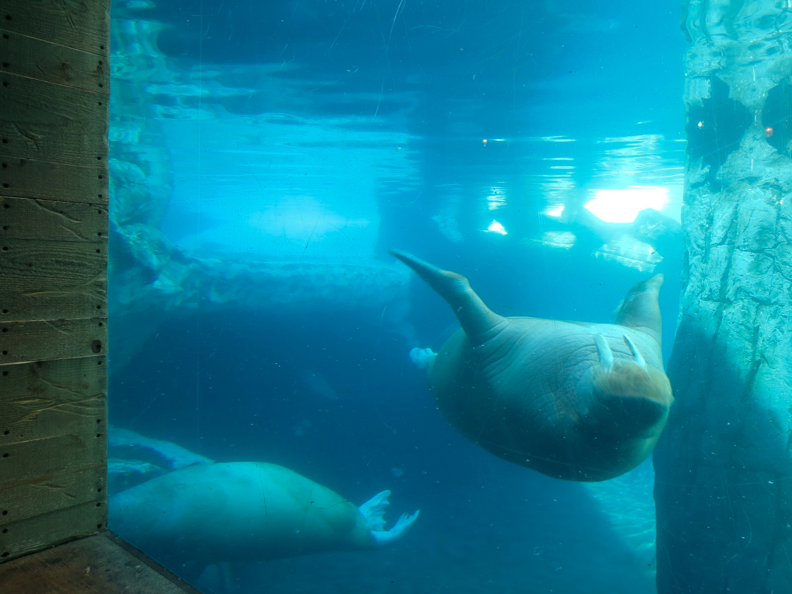 Wild Arctic - Walrus Exhibit