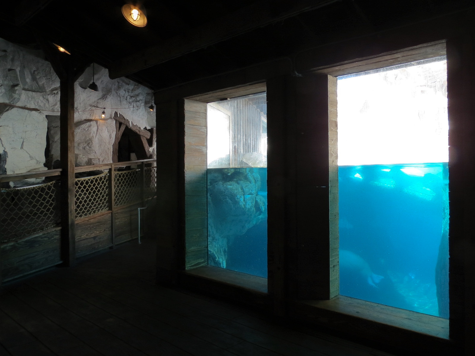 Wild Arctic - Walrus Exhibit