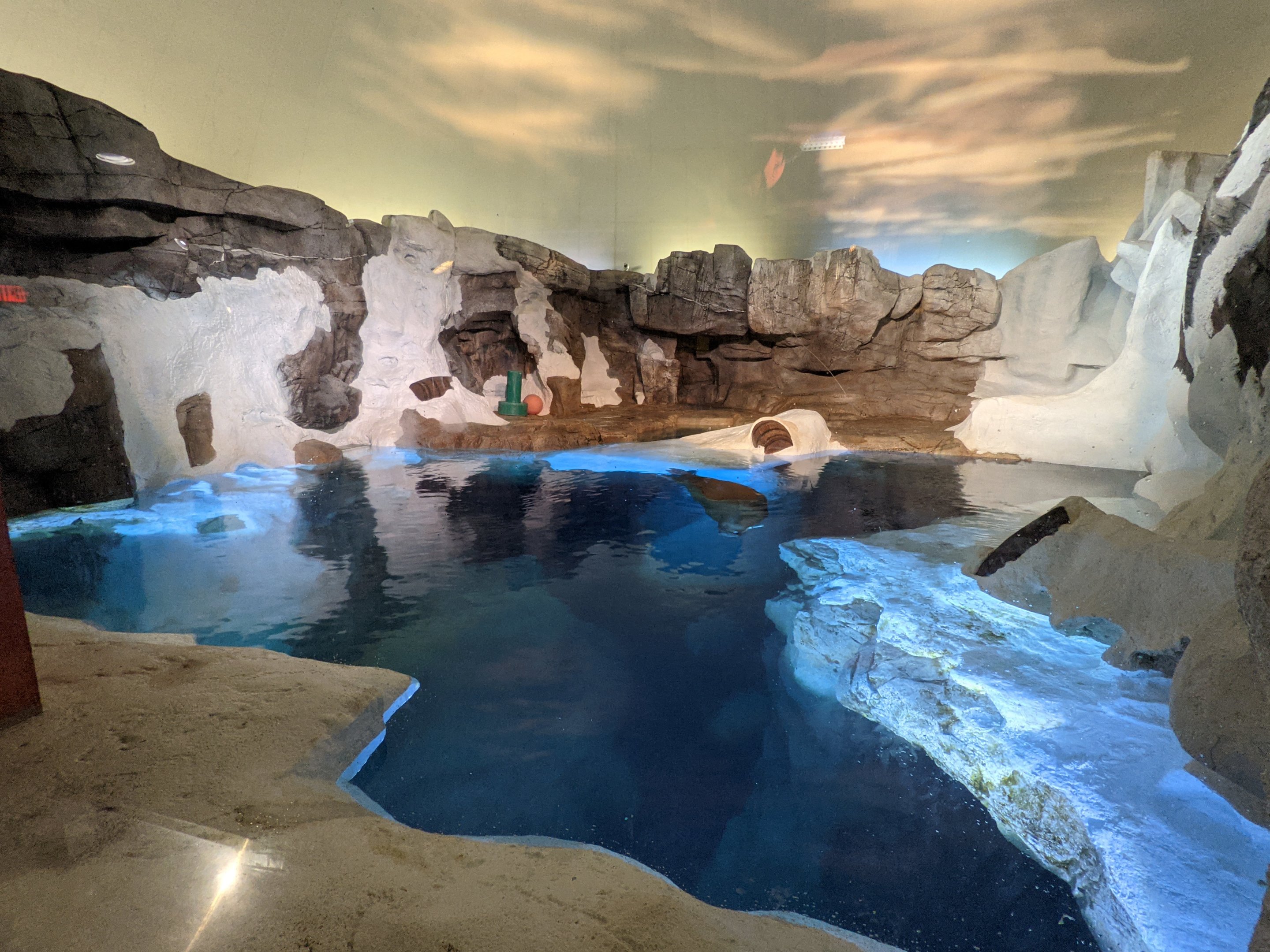 Wild Arctic - Walrus (October 10 2021)