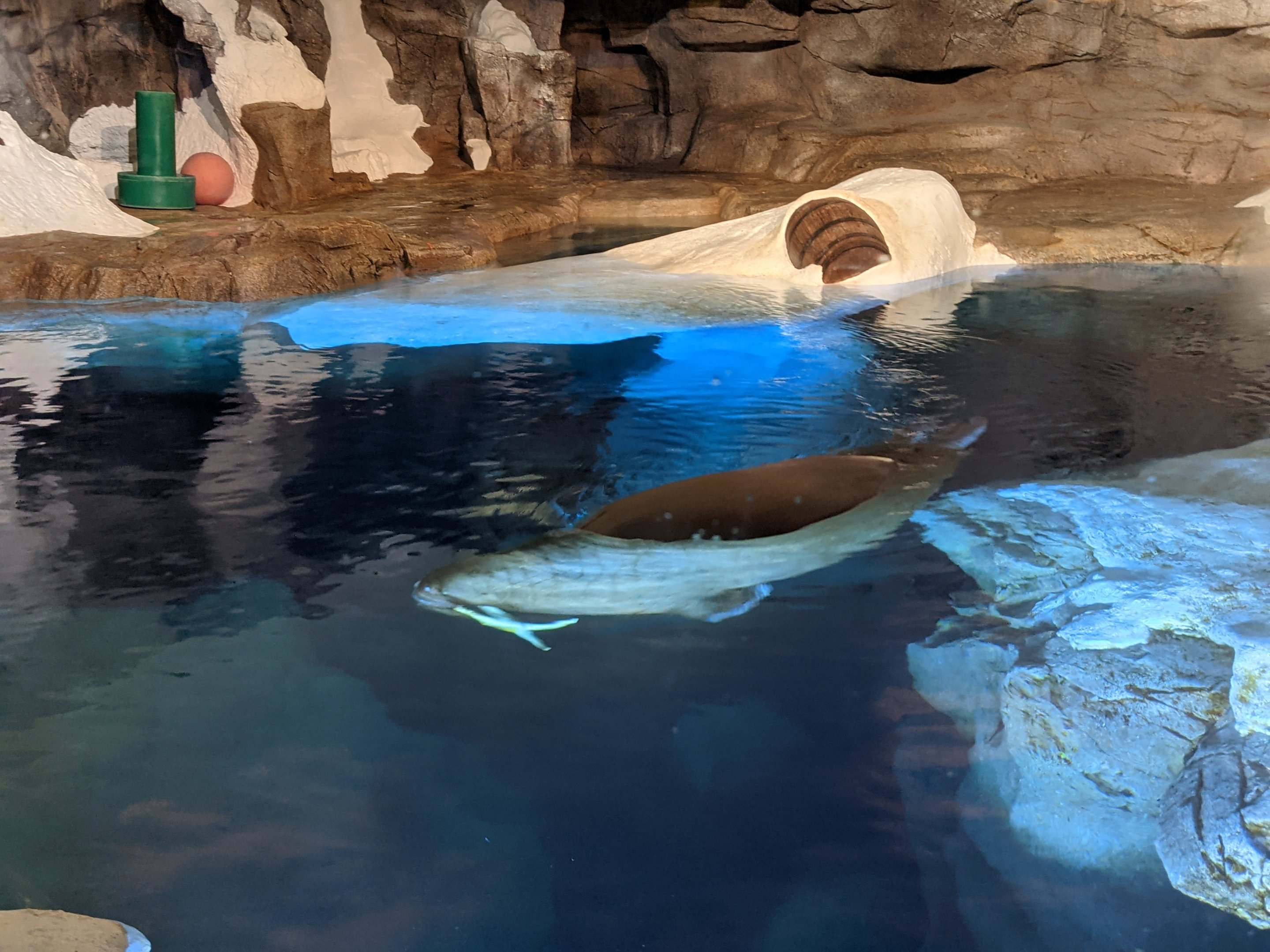 Wild Arctic - Walrus (October 10 2021)