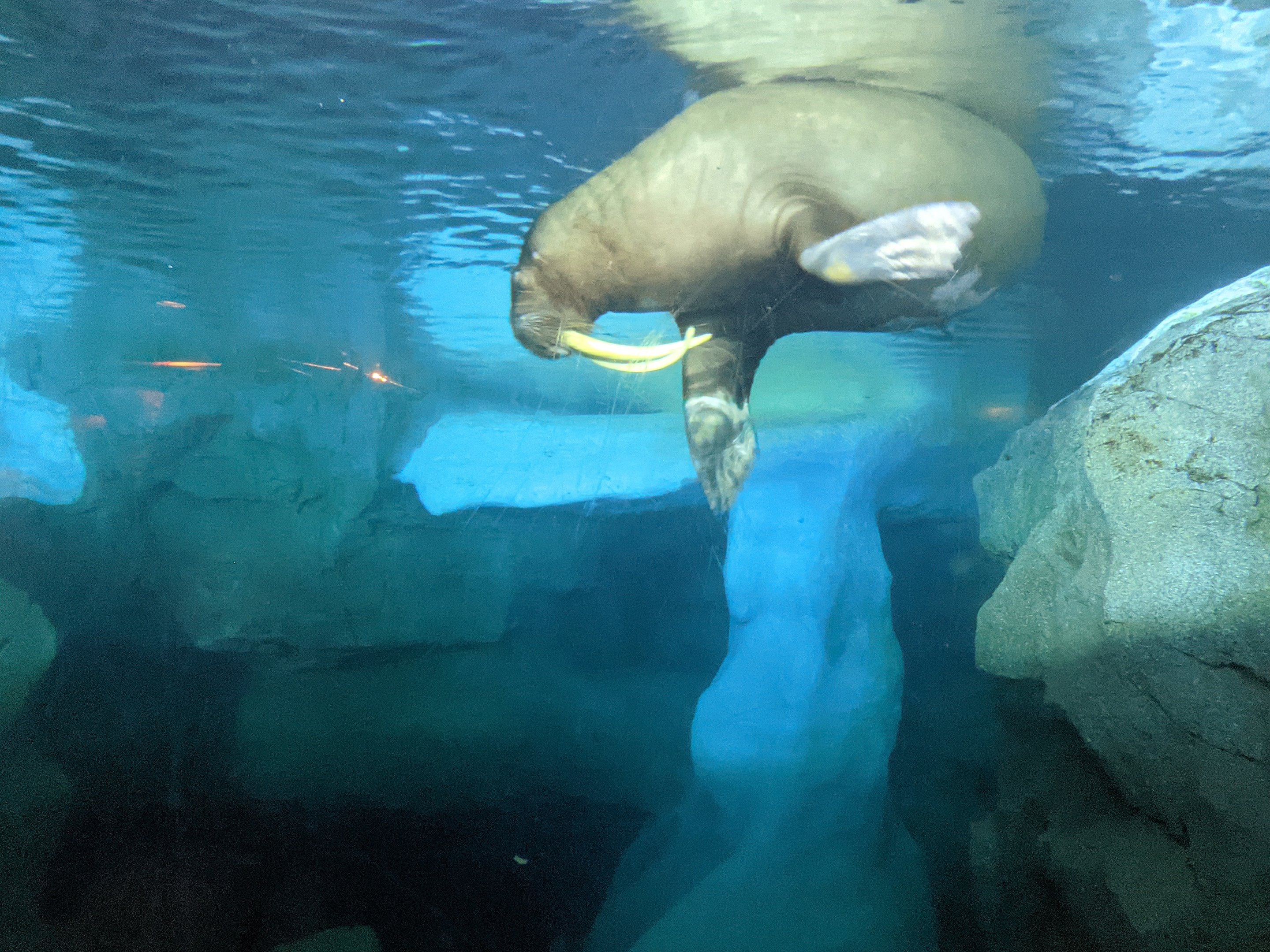 Wild Arctic - Walrus (October 10 2021)