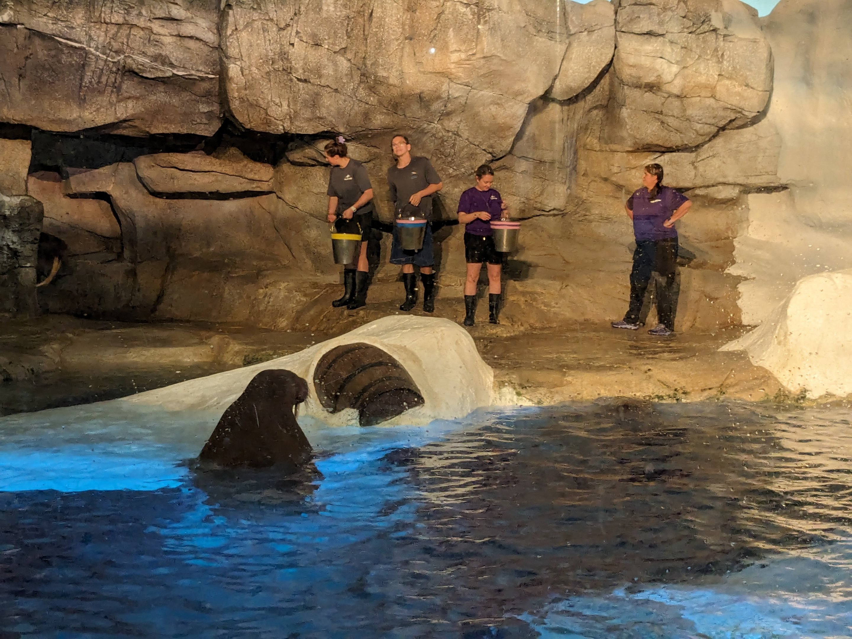 Wild Arctic - Walrus