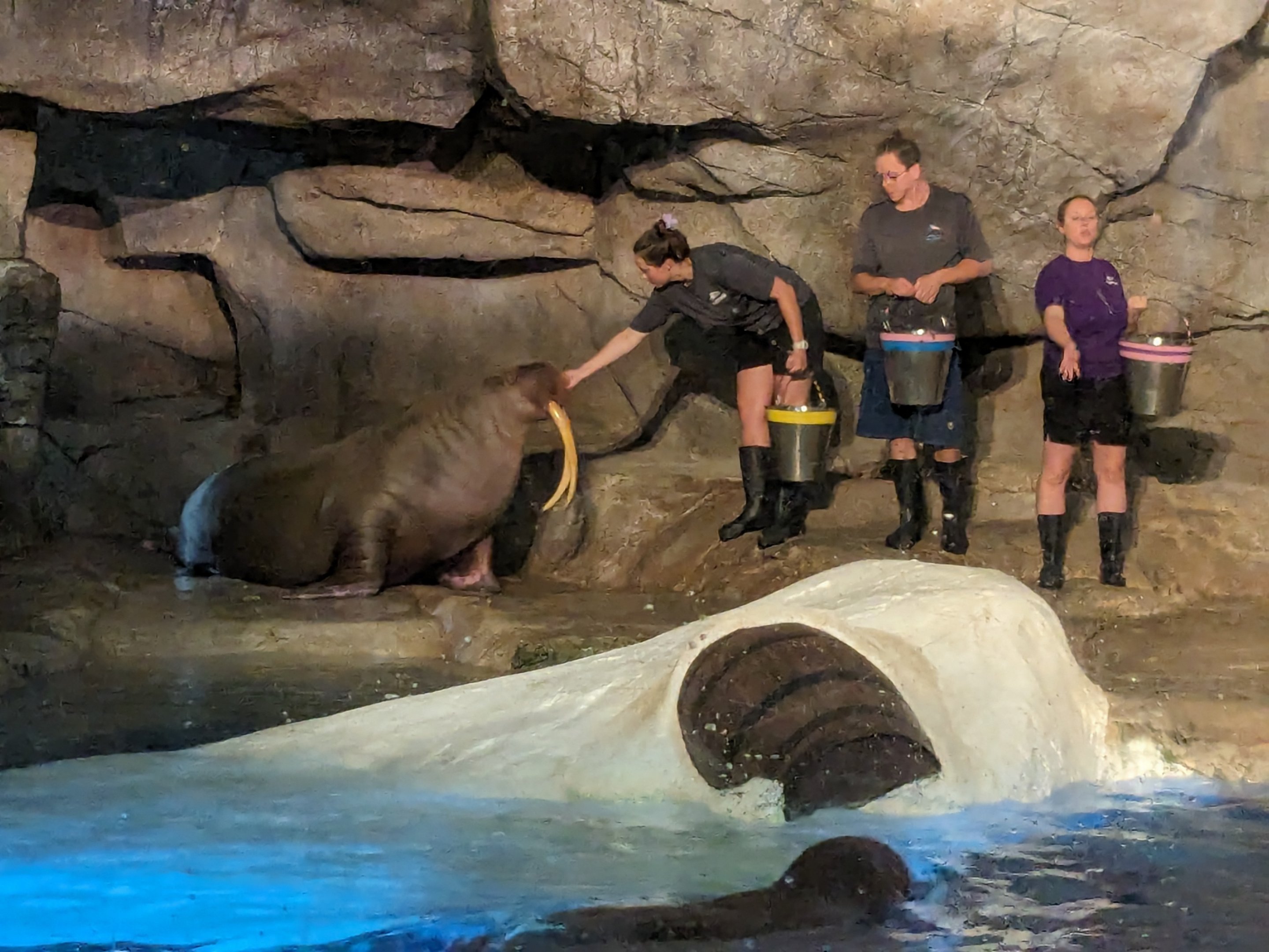 Wild Arctic - Walrus