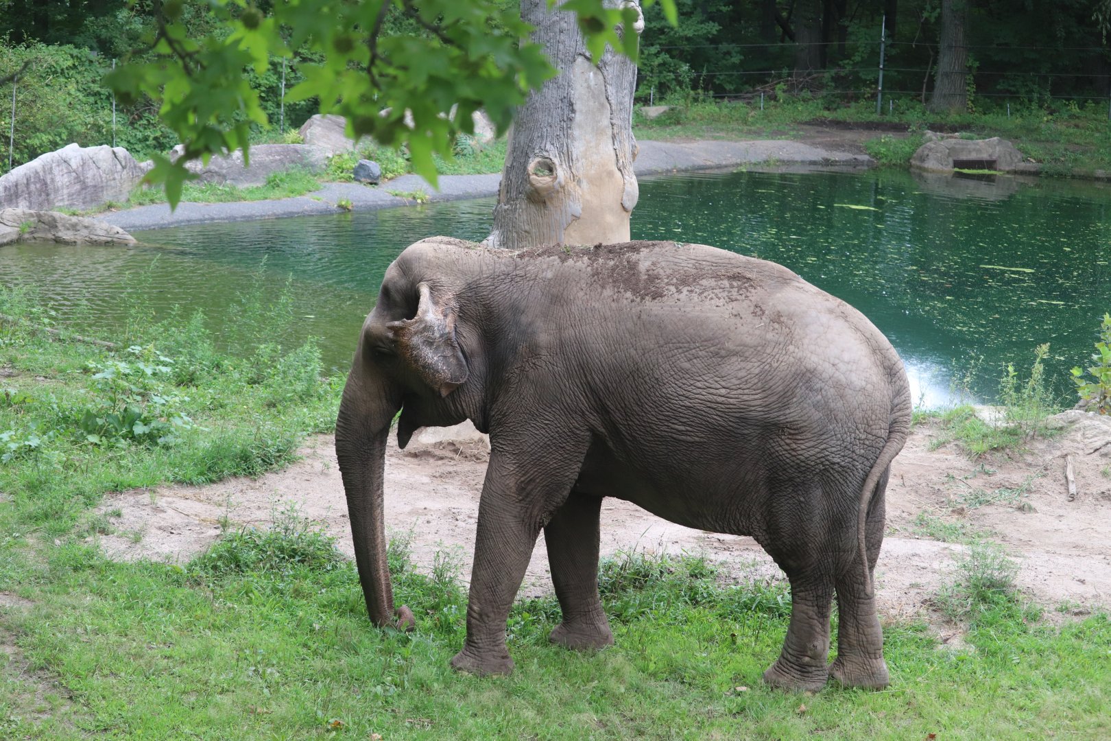 Wild Asia - Asian Elephant