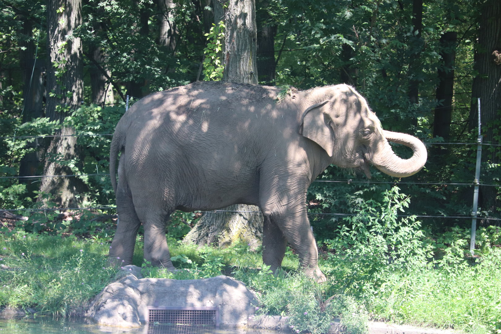 Wild Asia - Asian Elephant