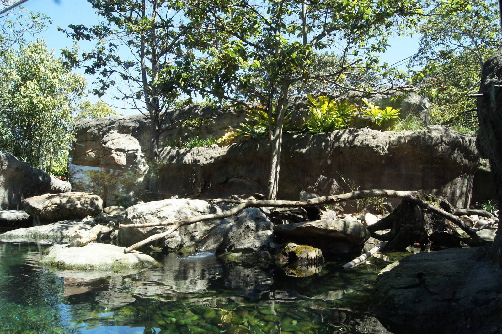 Wild Asia: Asian Short Clawed Otter Exhibit