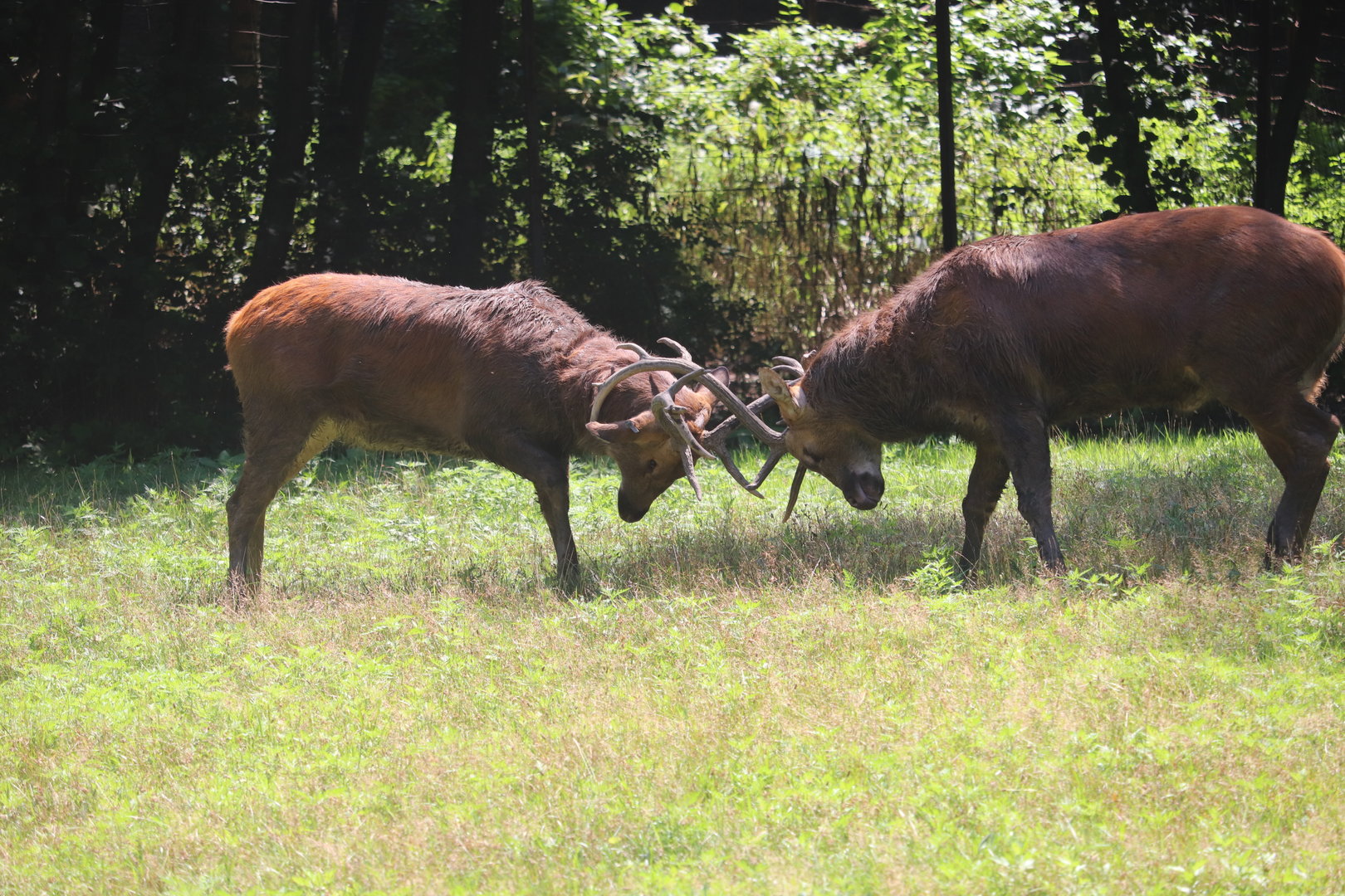 Wild Asia - Barasingha