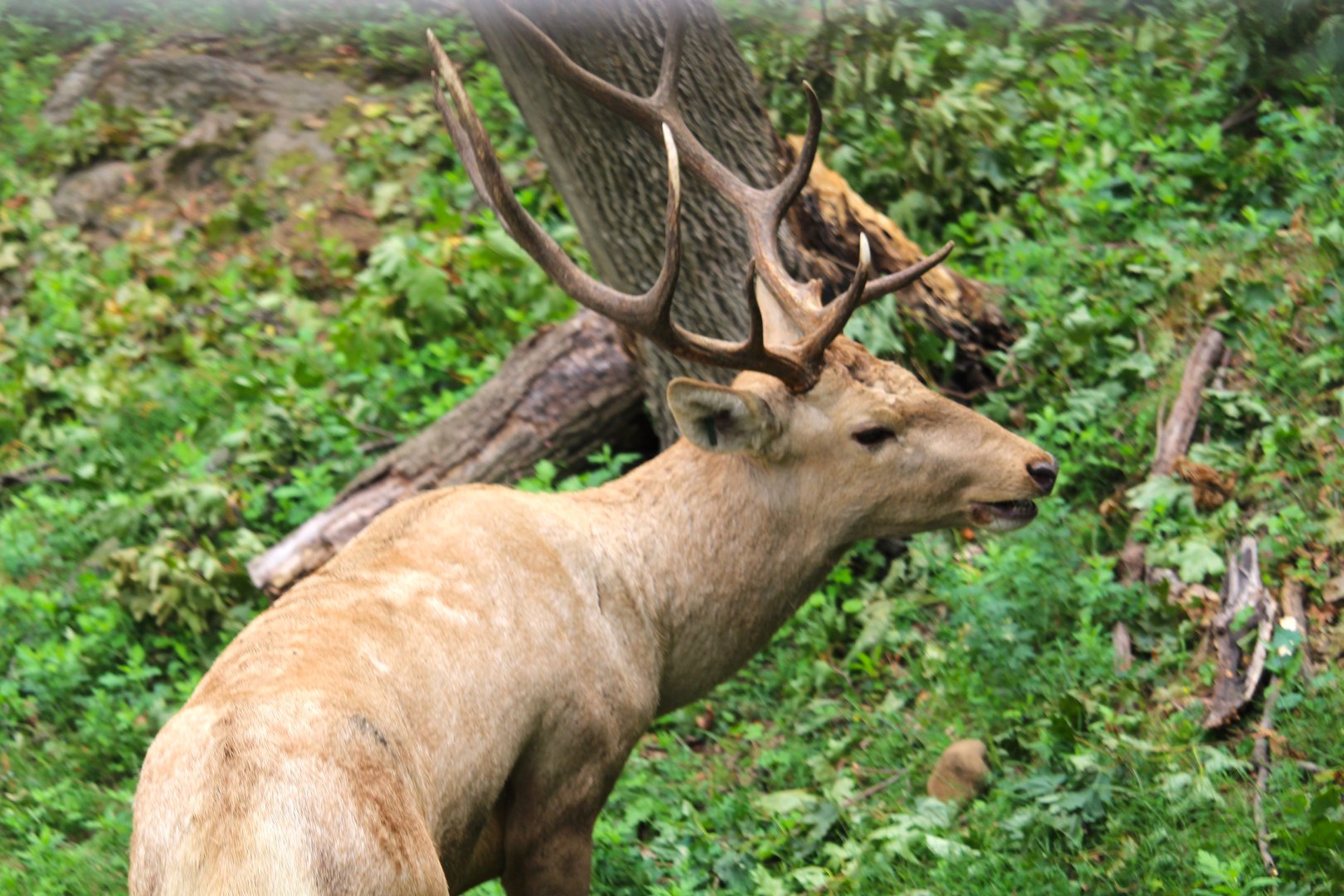 Wild Asia - Bengali Express Monorail - Bactrian Deer