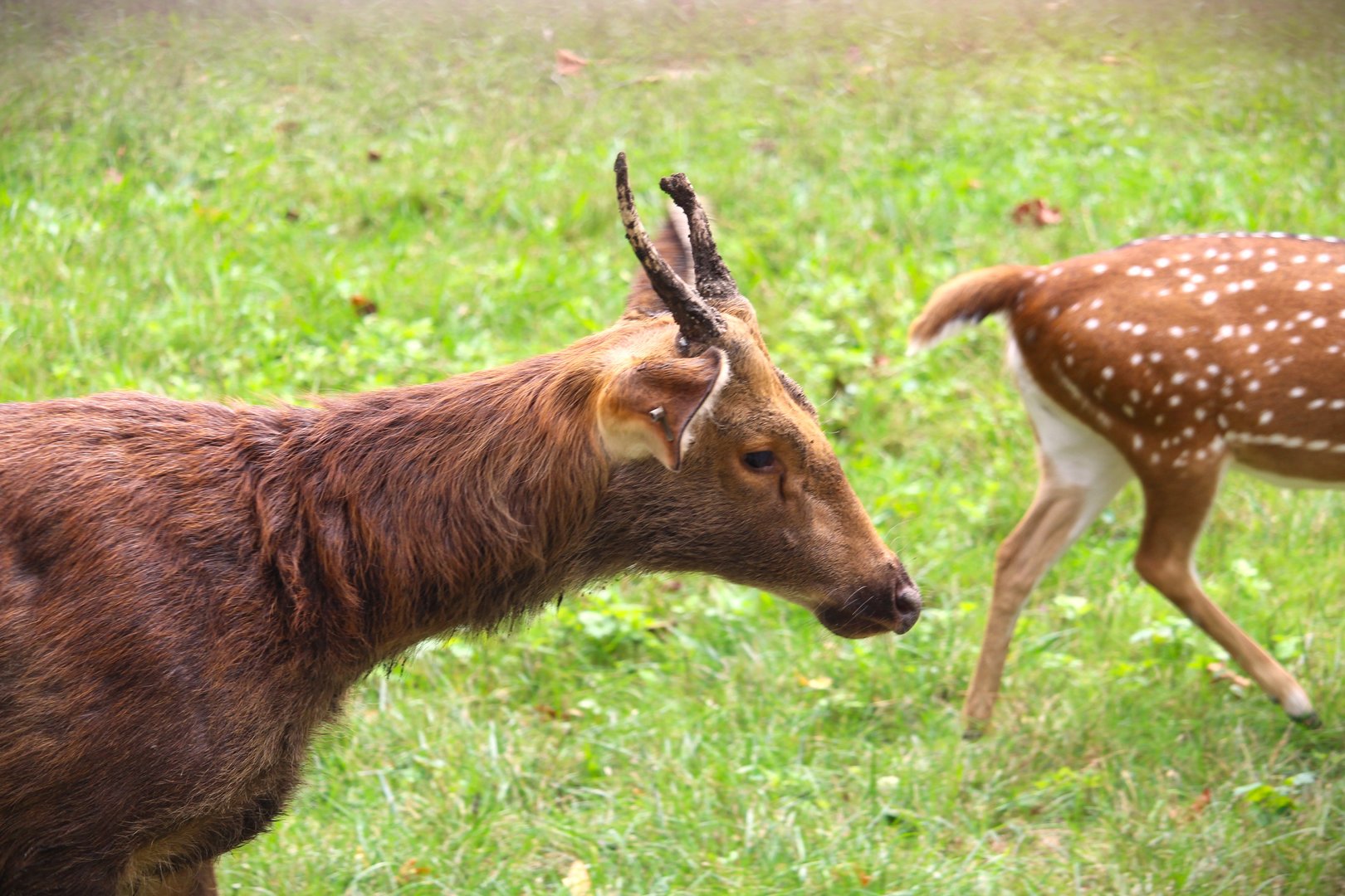 Wild Asia - Bengali Express Monorail - Barasingha