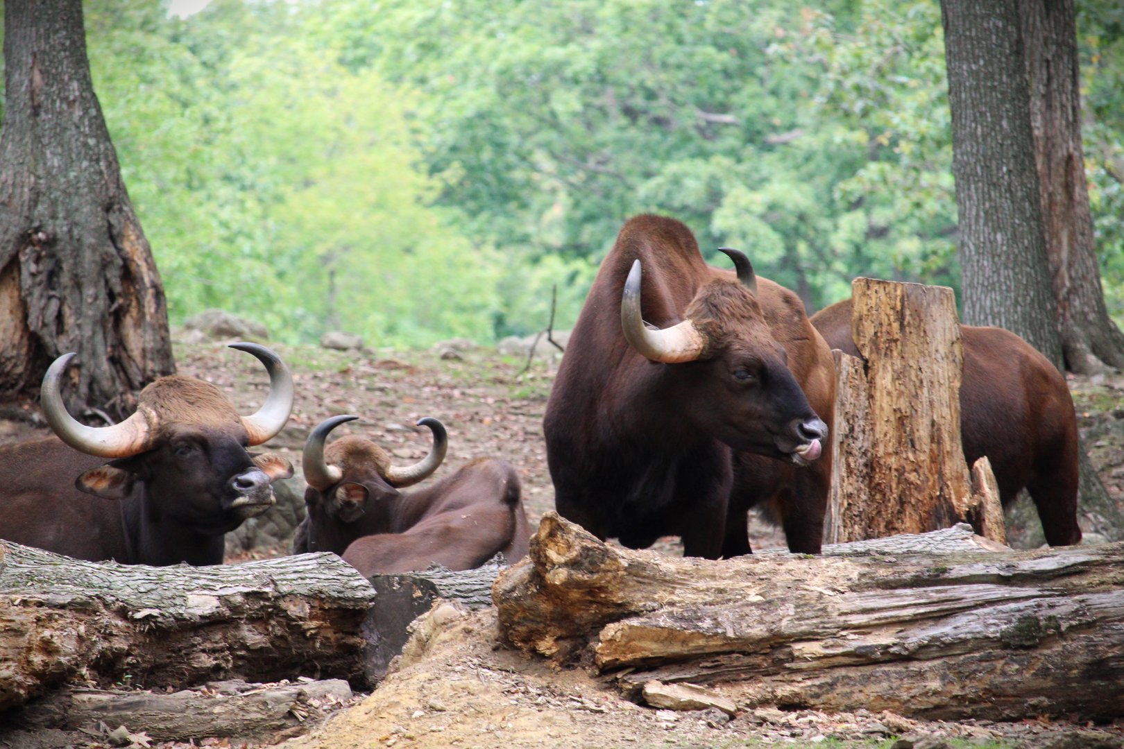 Wild Asia - Bengali Express Monorail - Gaur