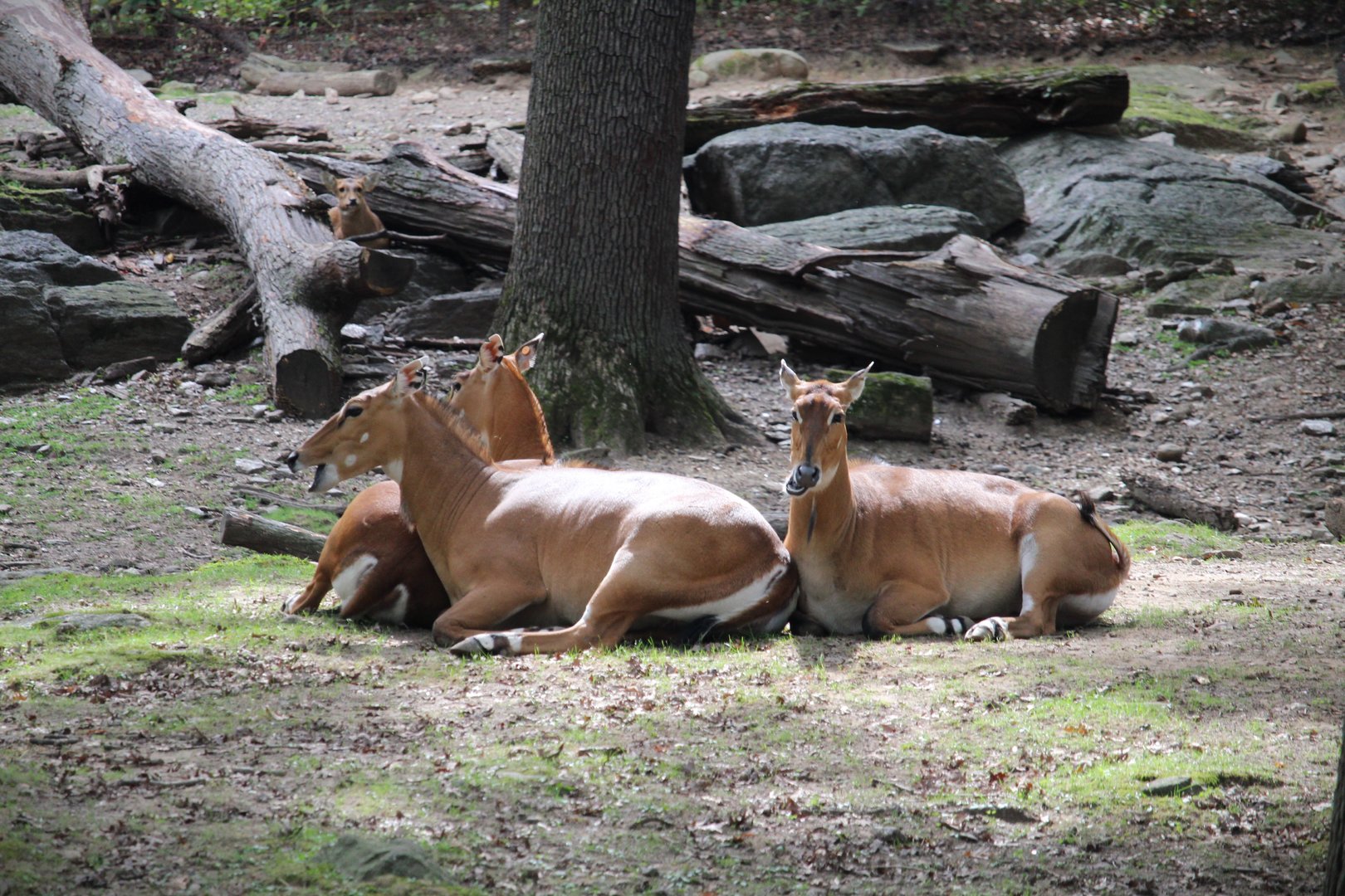 Wild Asia - Bengali Express Monorail - Nilgai