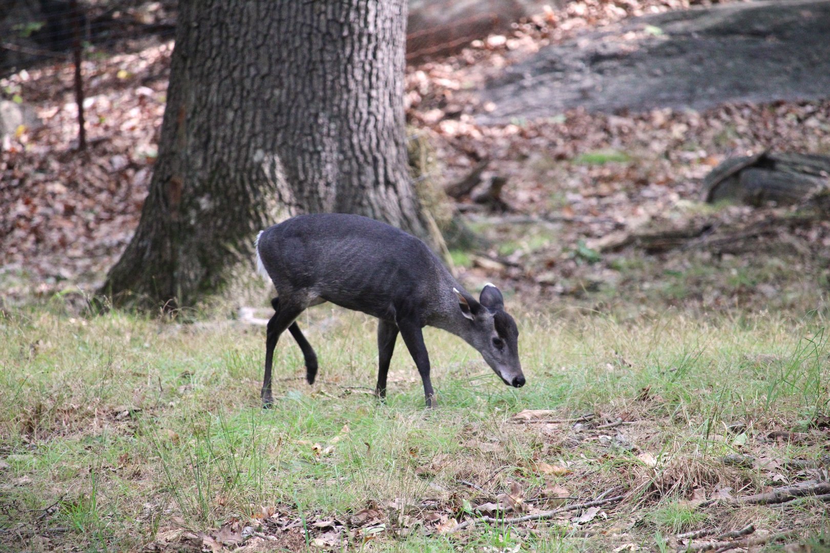 Wild Asia - Bengali Express Monorail - Tufted Deer