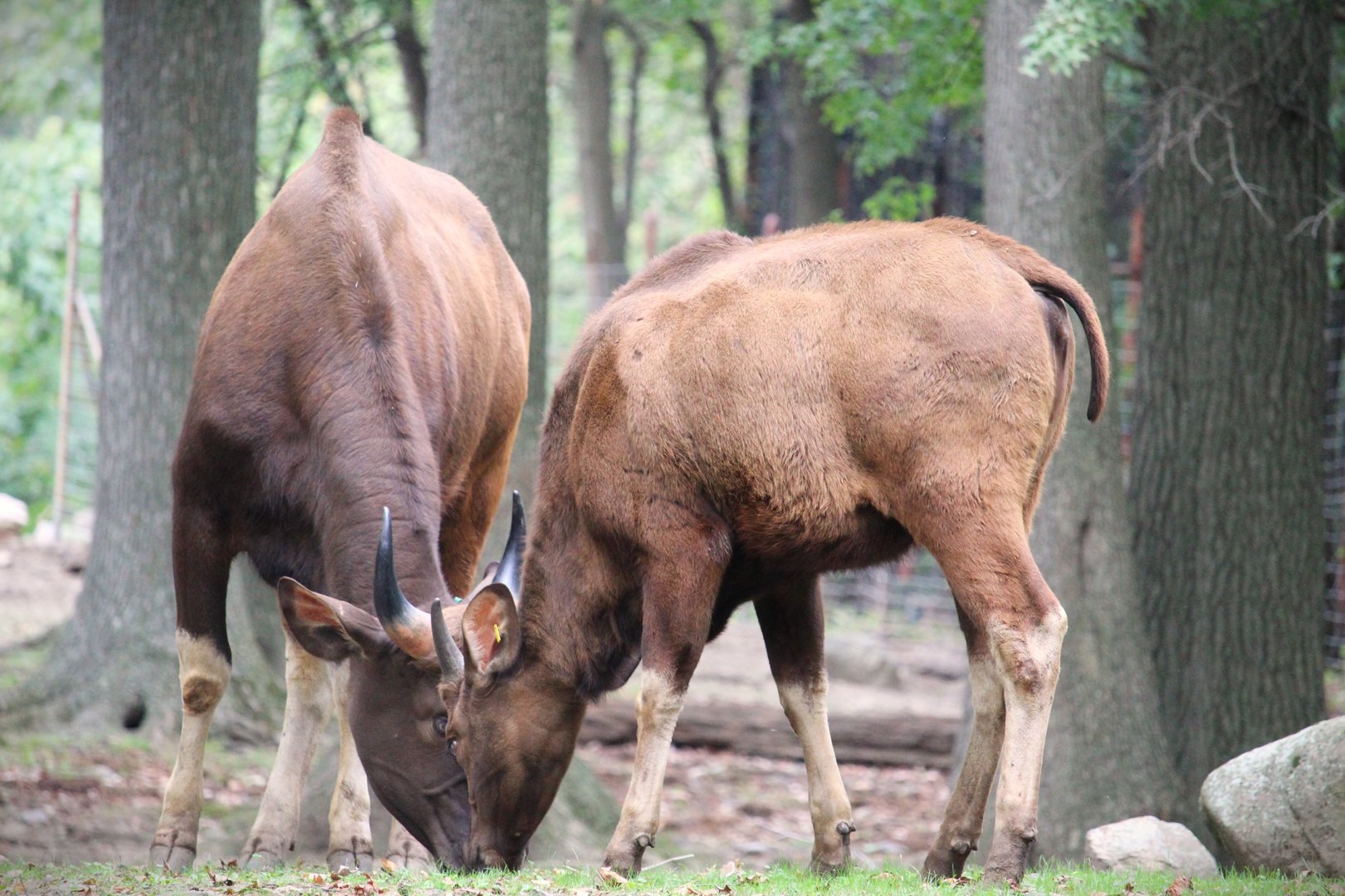 Wild Asia - Bengali Express Monorail - Young Gaur