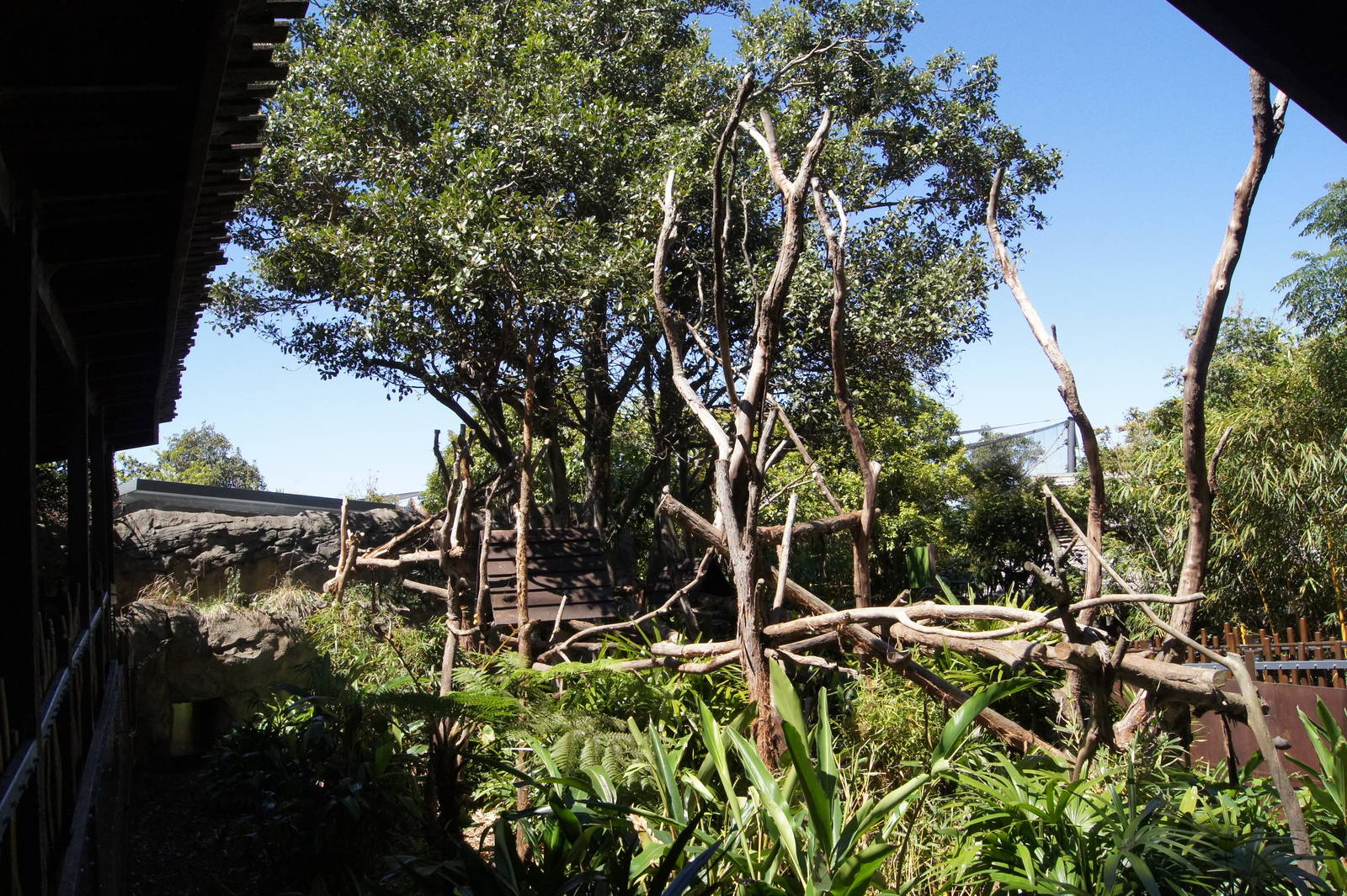 Wild Asia: Binturong Exhibit