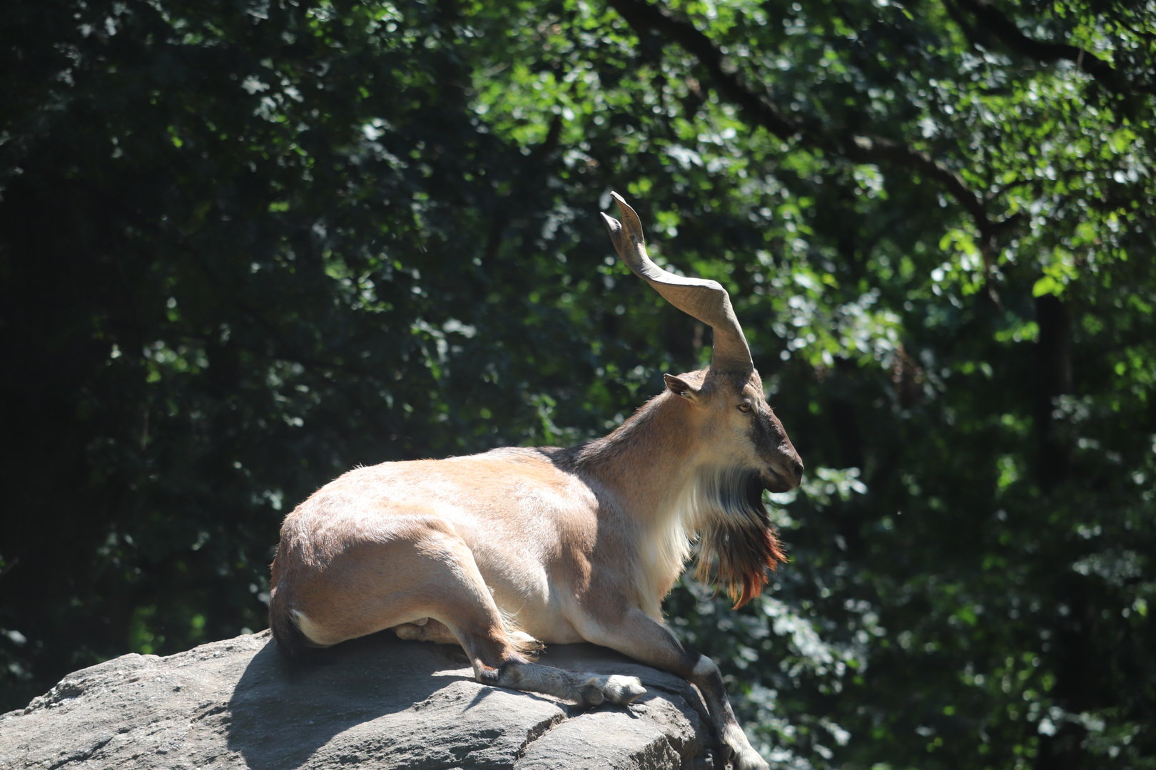 Wild Asia - Bukharan Markhor